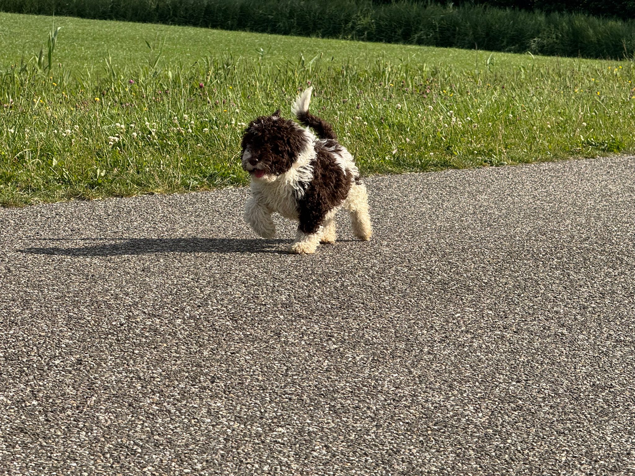 Spaanse Waterhond reuen