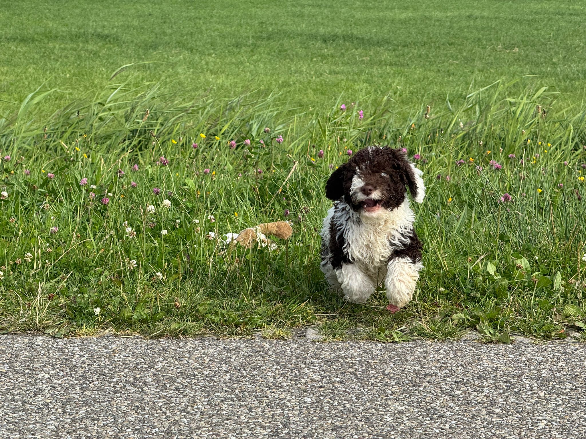 Spaanse Waterhond reuen