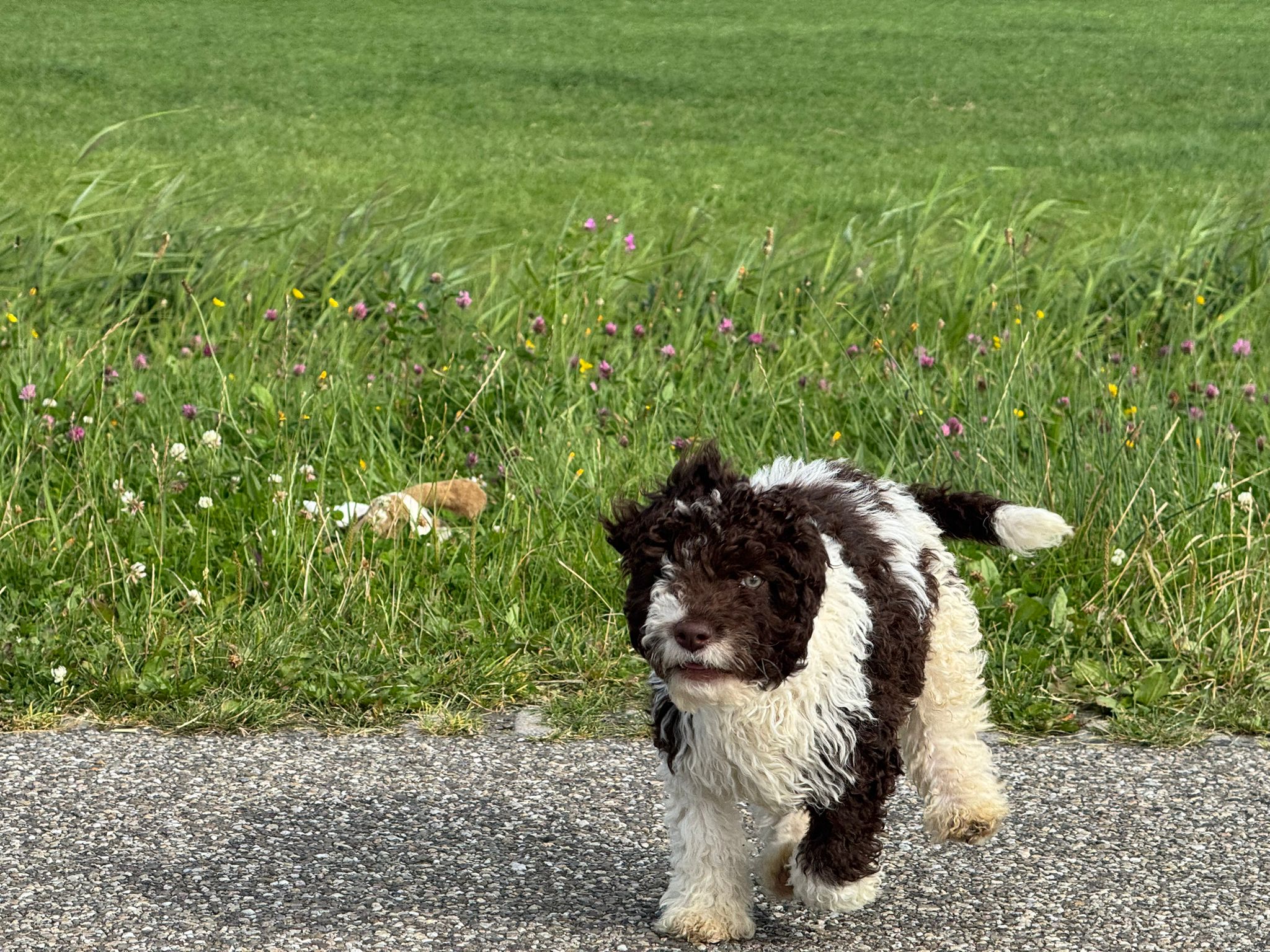 Spaanse Waterhond reuen
