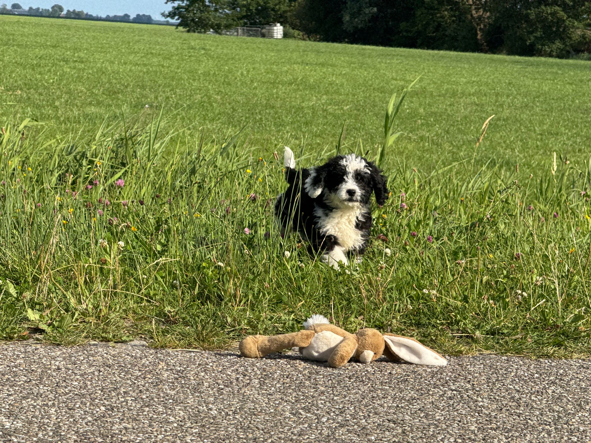 Spaanse Waterhond reuen