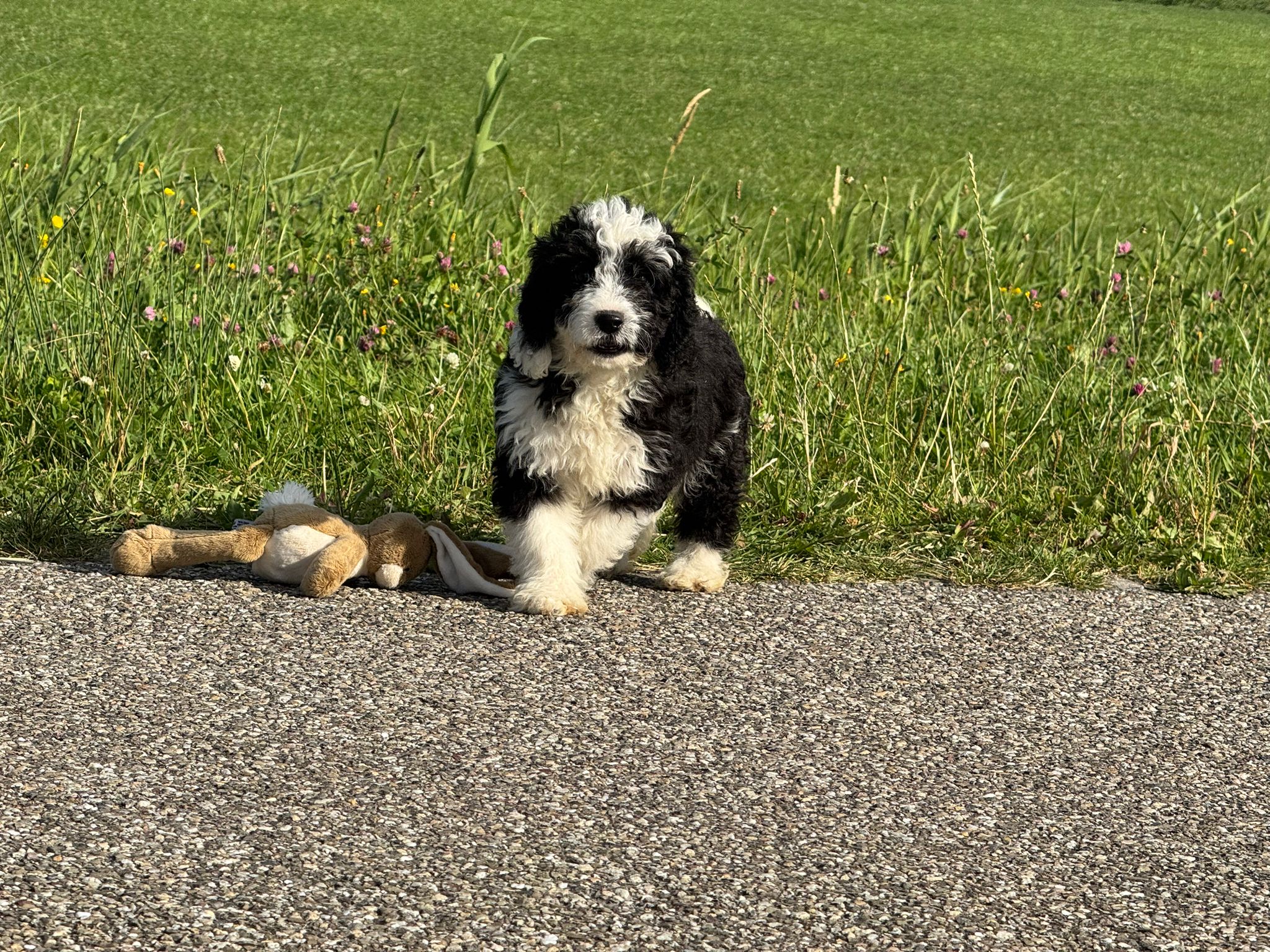 Spaanse Waterhond reuen
