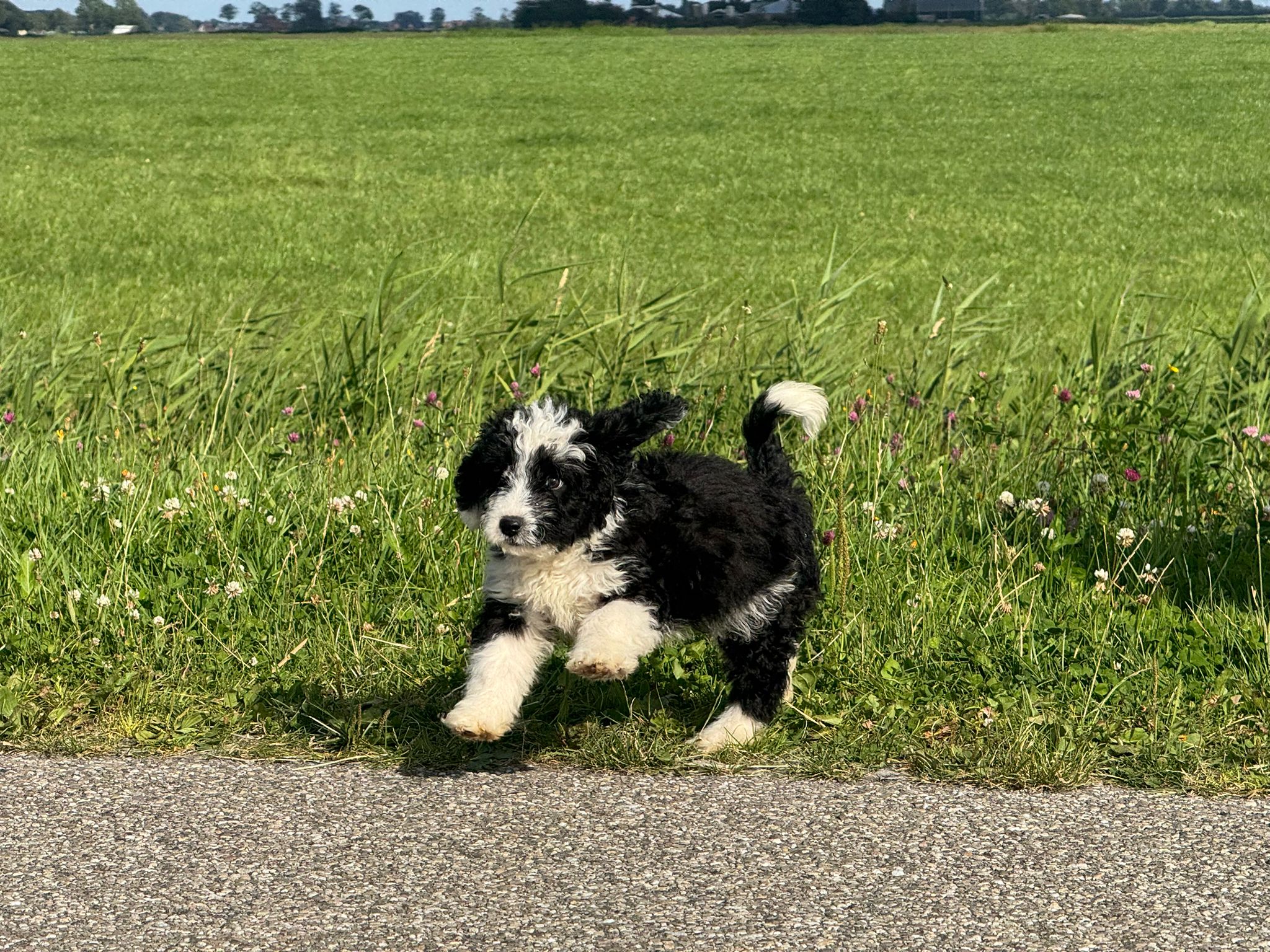 Spaanse Waterhond reuen