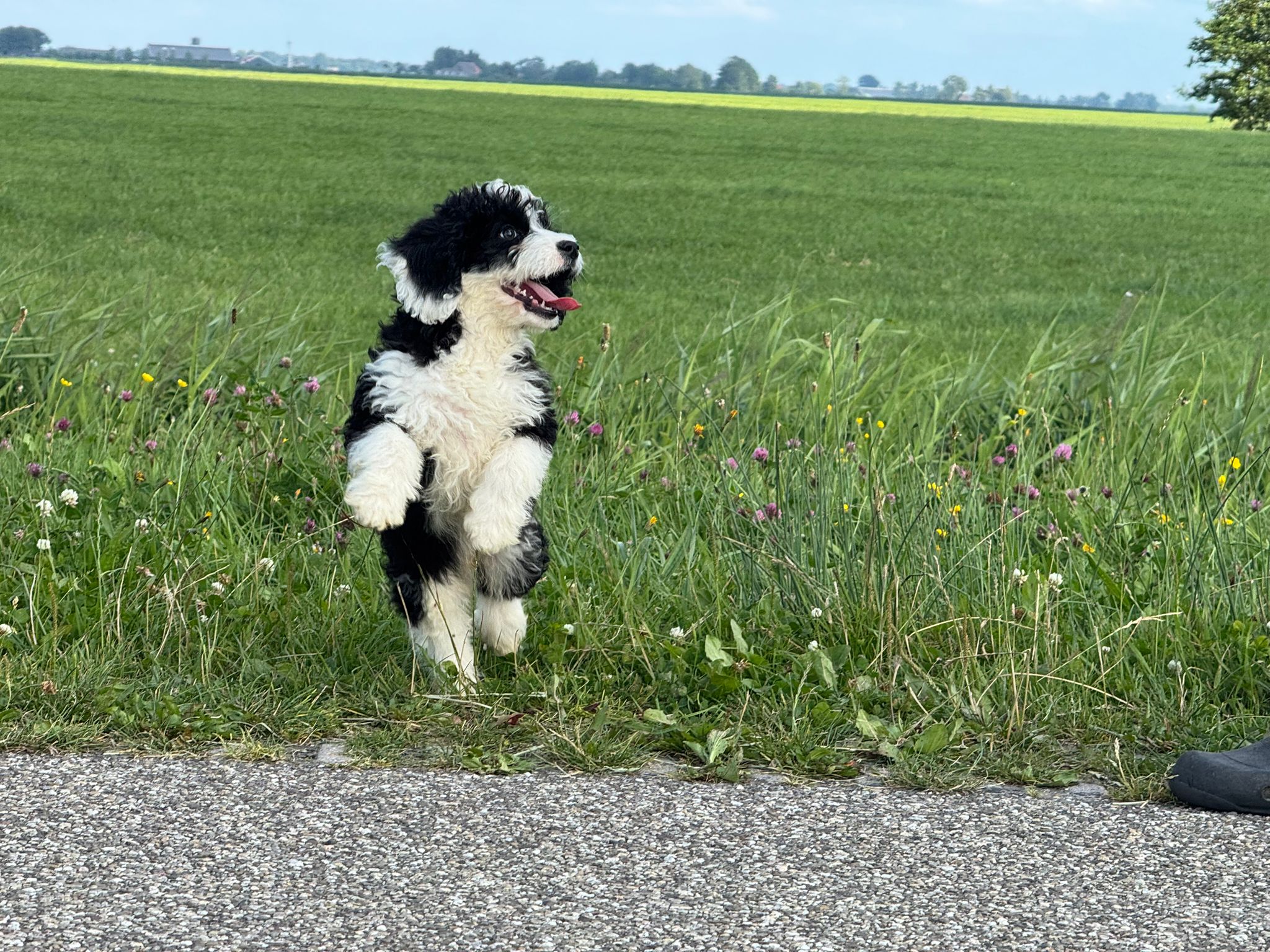 Spaanse Waterhond reuen