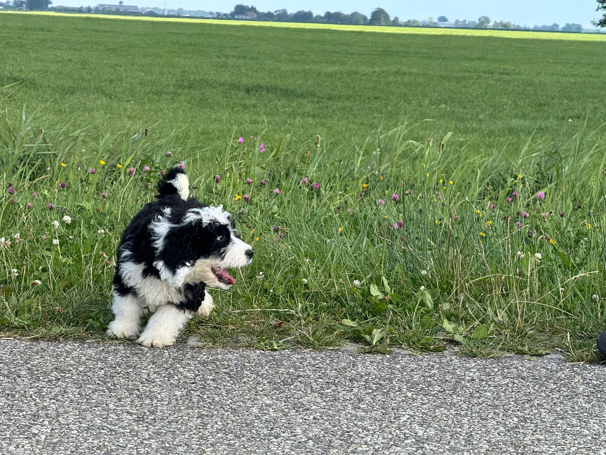 Spaanse Waterhond reuen