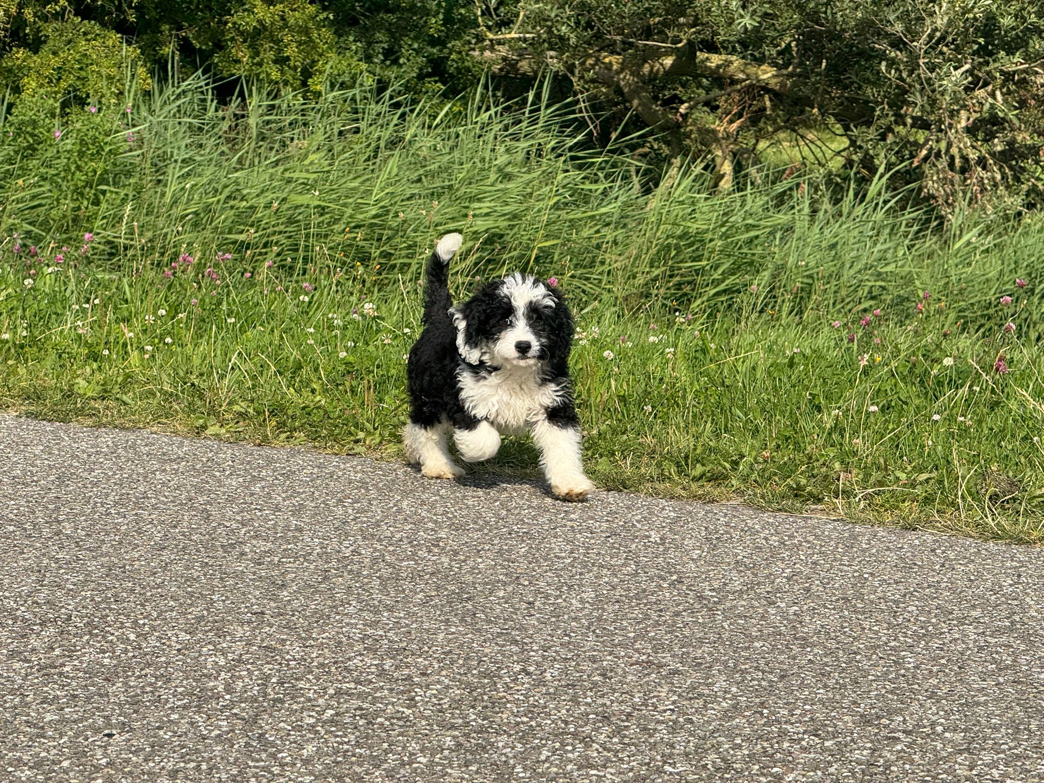 Spaanse Waterhond reuen