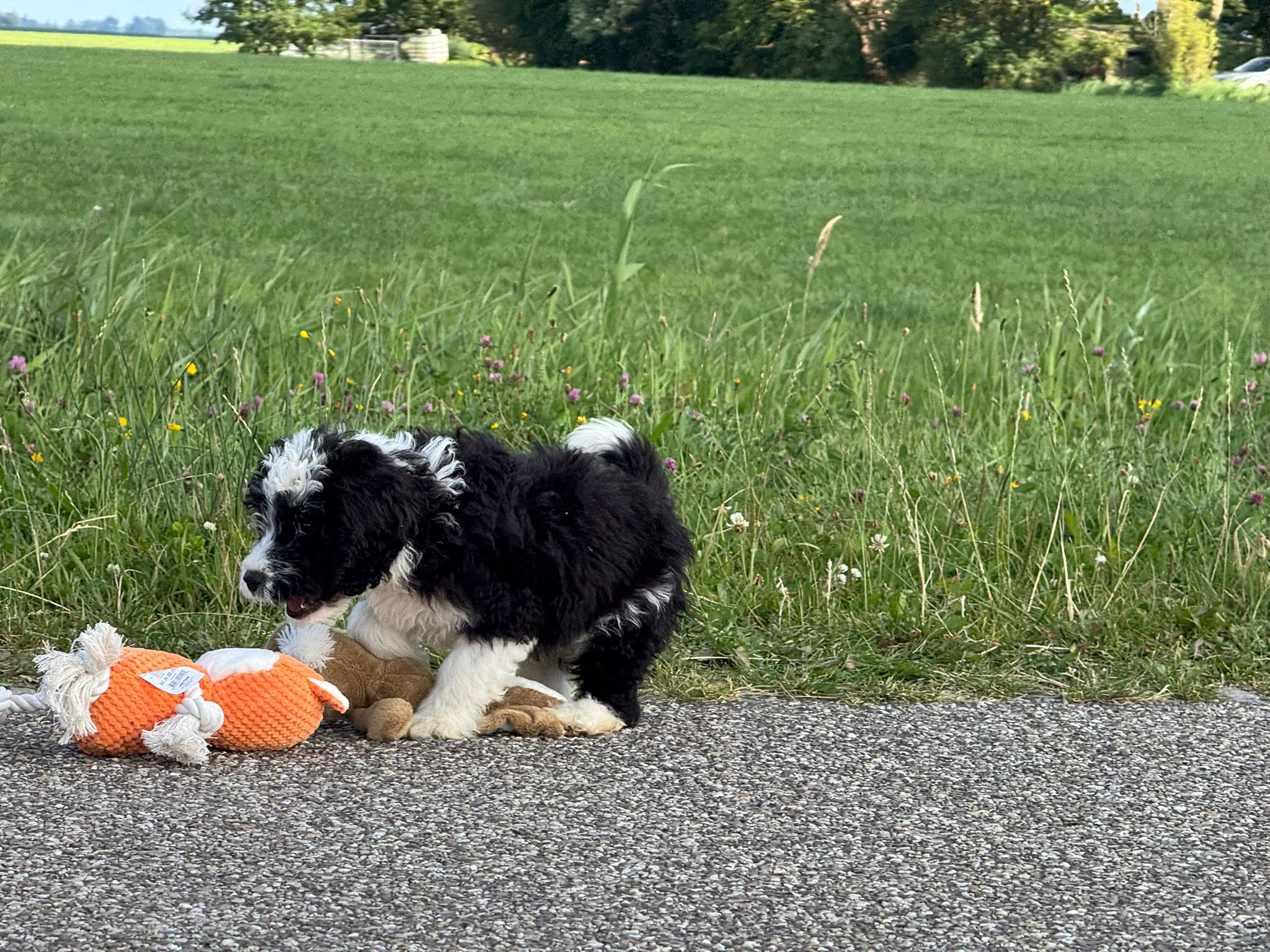 Spaanse Waterhond reuen