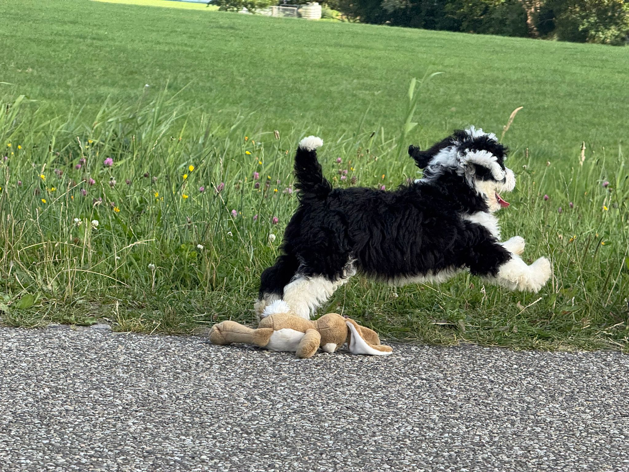 Spaanse Waterhond reuen