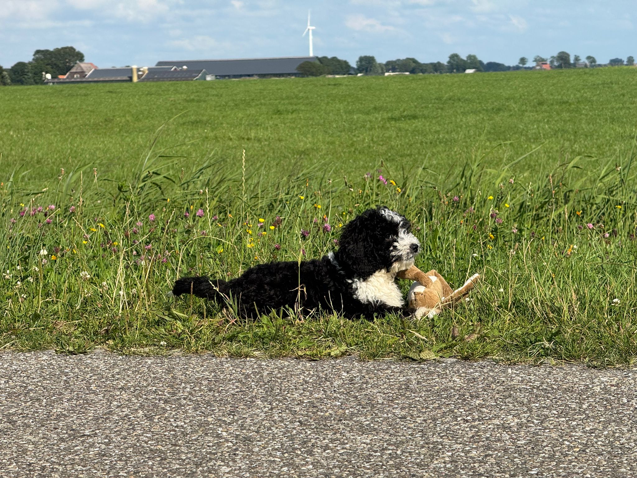 Spaanse Waterhond reuen
