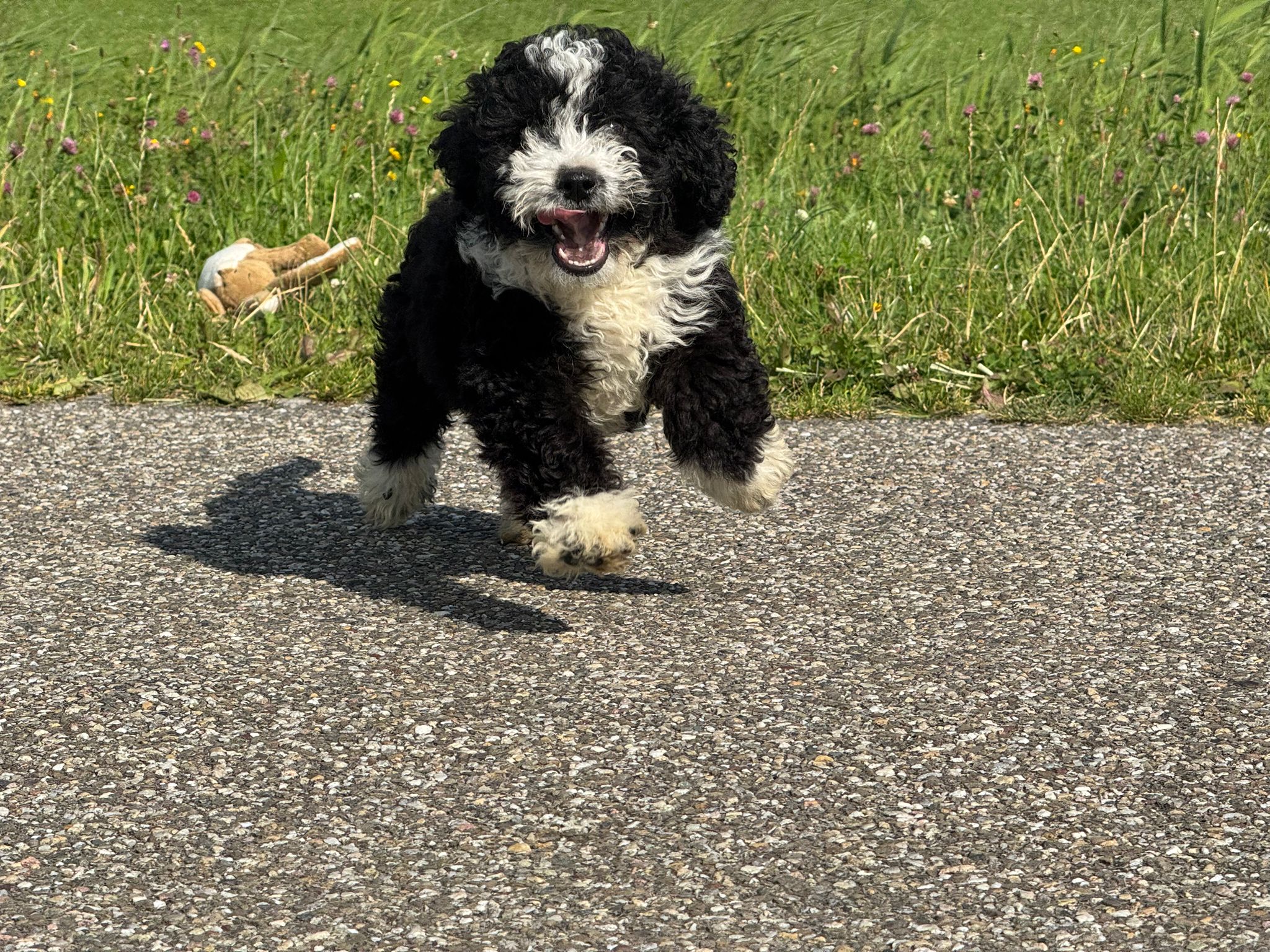 Spaanse Waterhond reuen