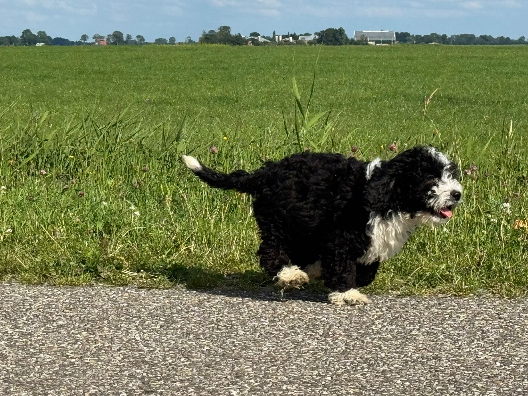 Spaanse Waterhond reuen
