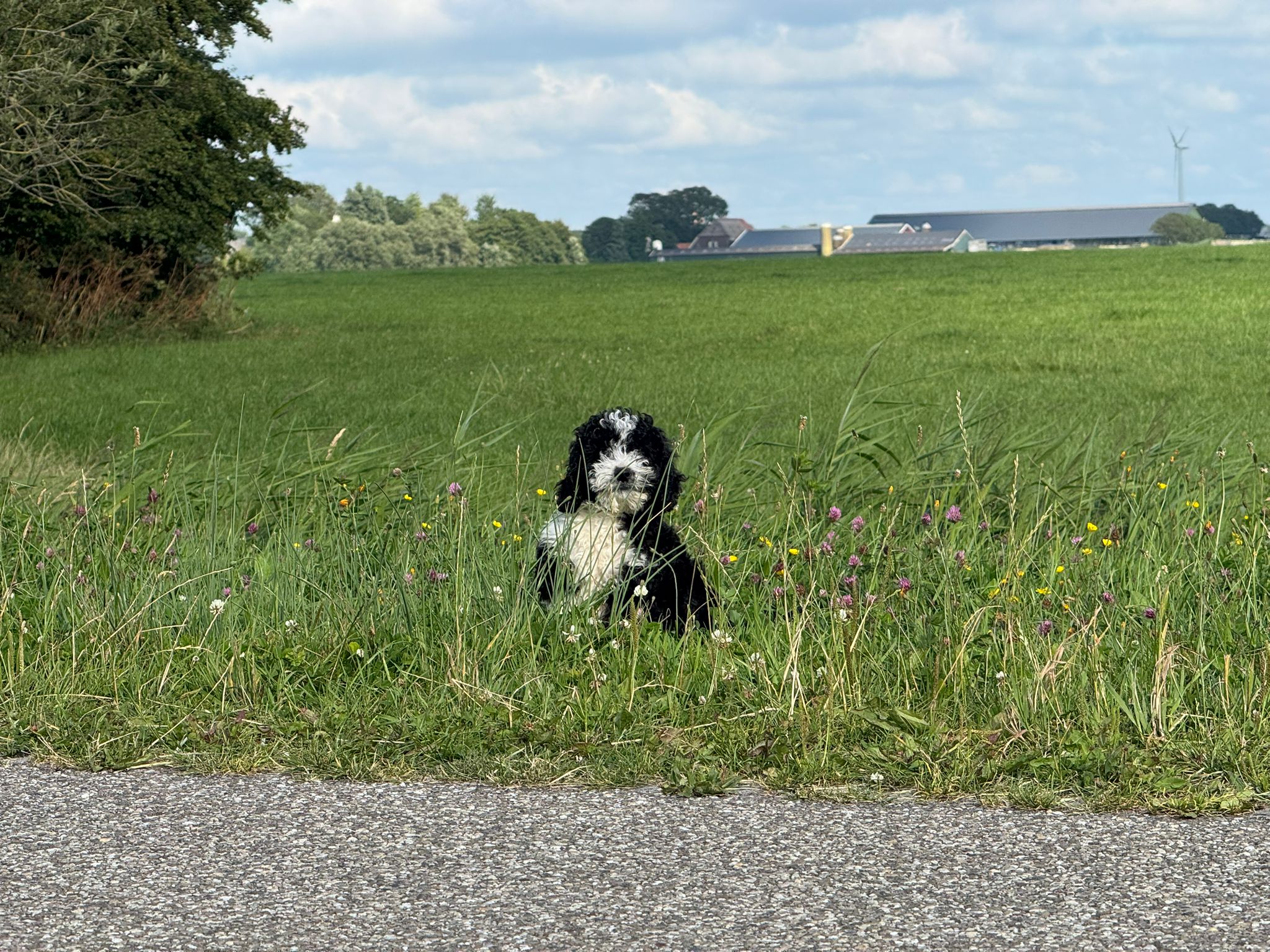 Spaanse Waterhond reuen