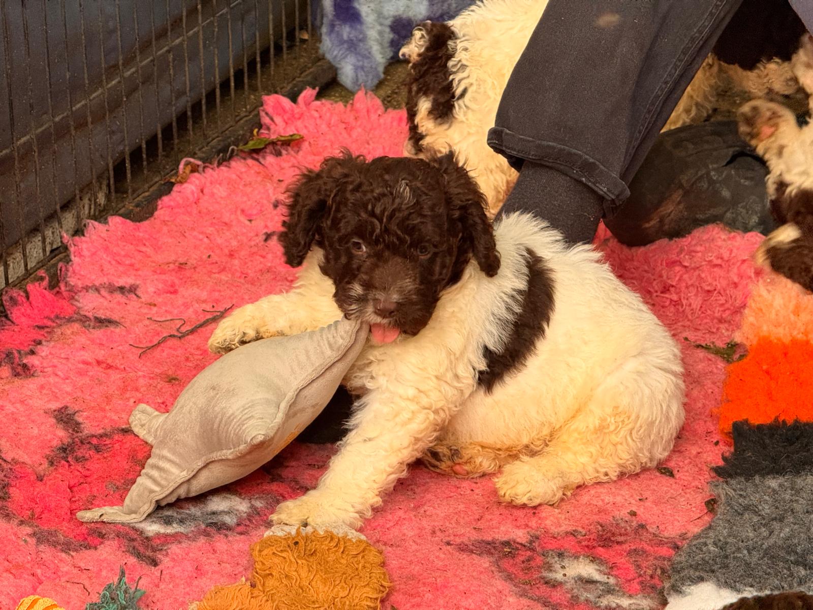 Spaanse Waterhond puppies