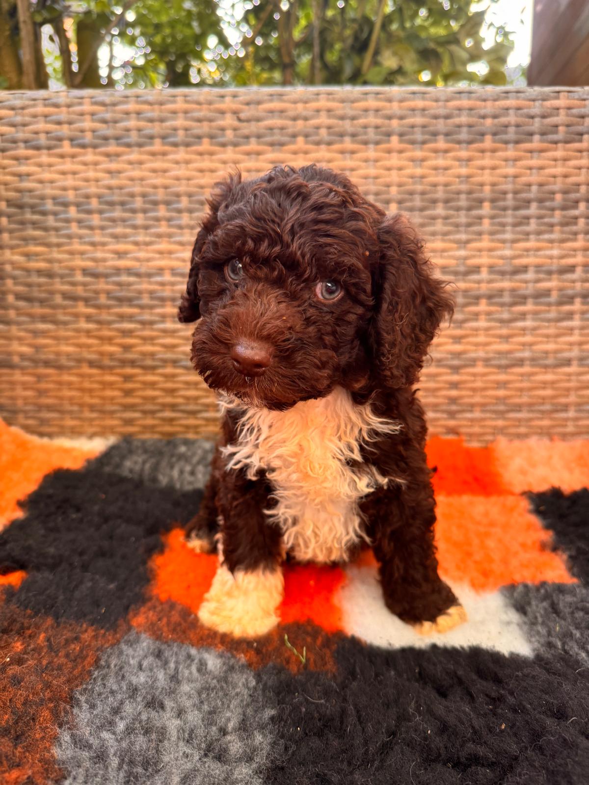 Spaanse Waterhond puppies