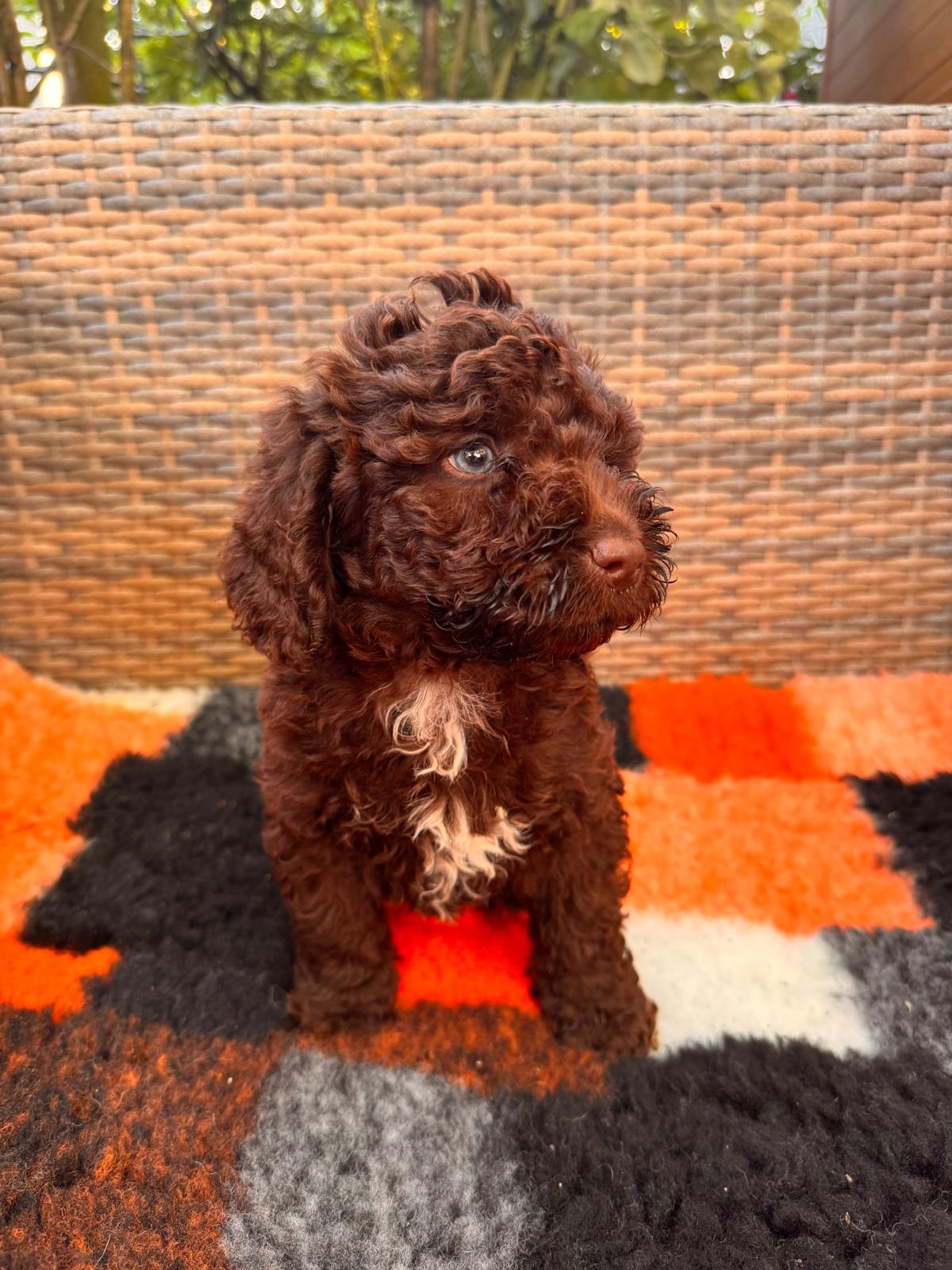 Spaanse Waterhond puppy