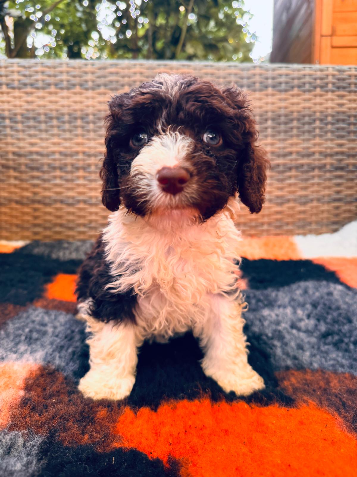 Spaanse Waterhond puppy
