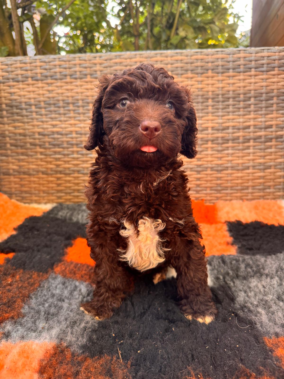 Spaanse Waterhond puppy
