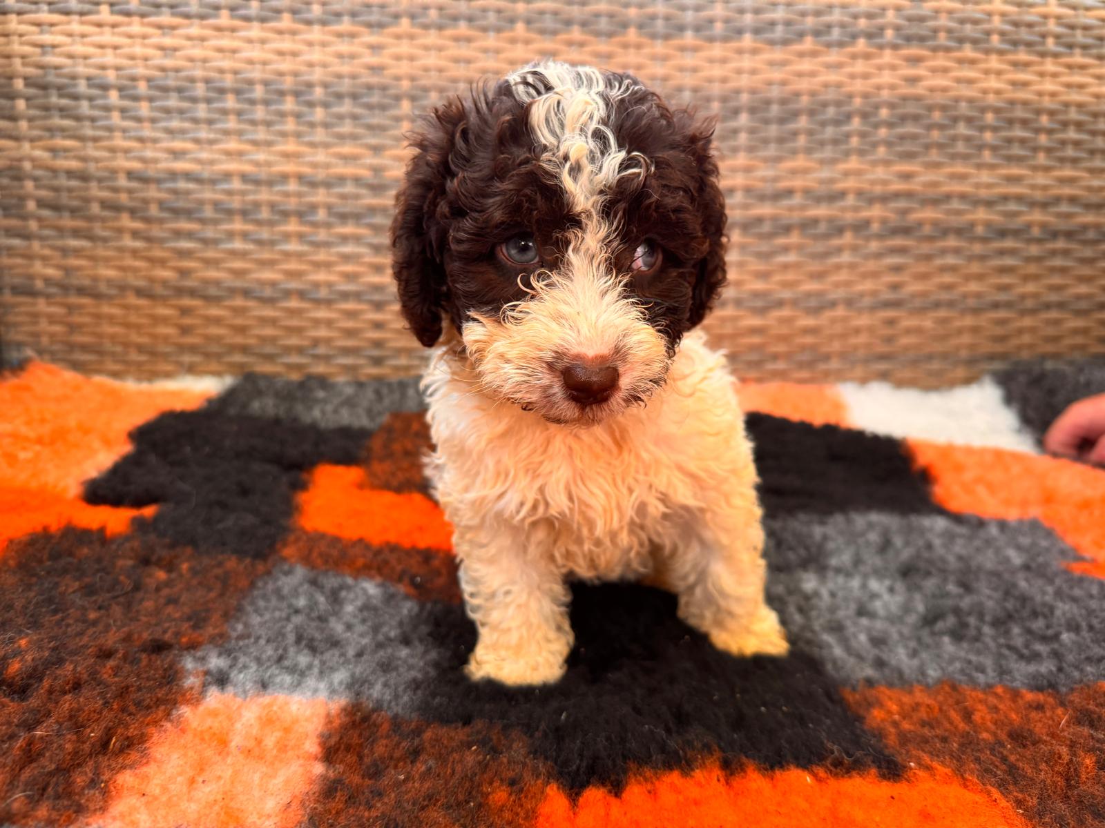 Spaanse Waterhond puppy