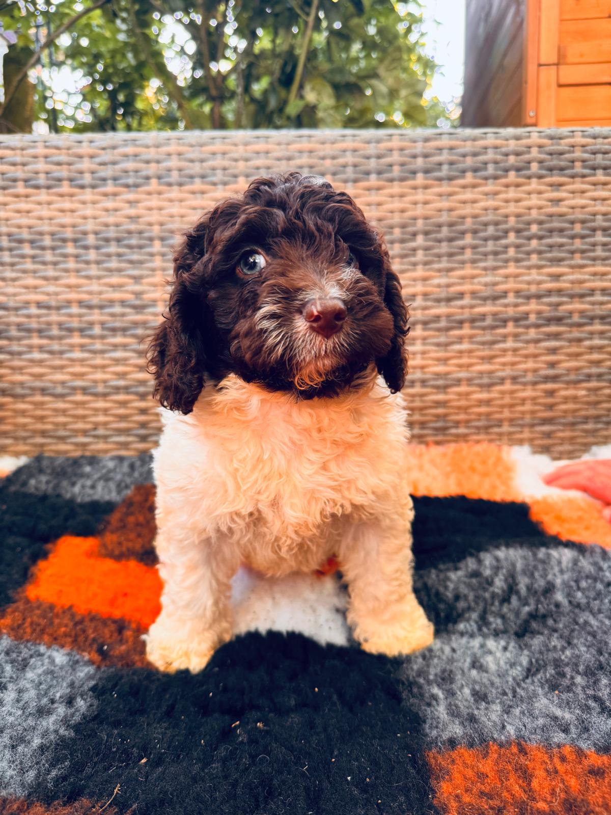 Spaanse Waterhond puppy