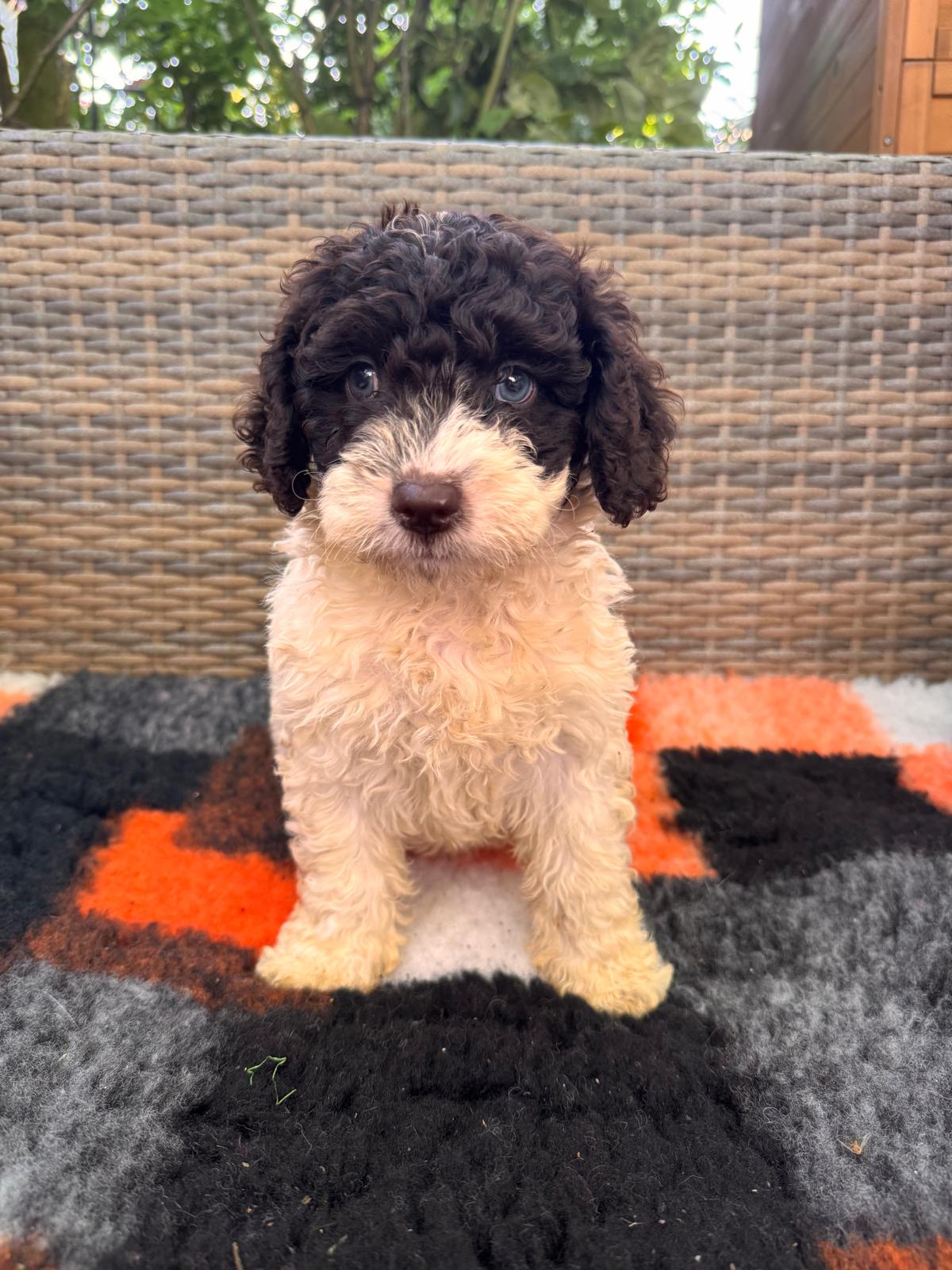 Spaanse Waterhond puppy