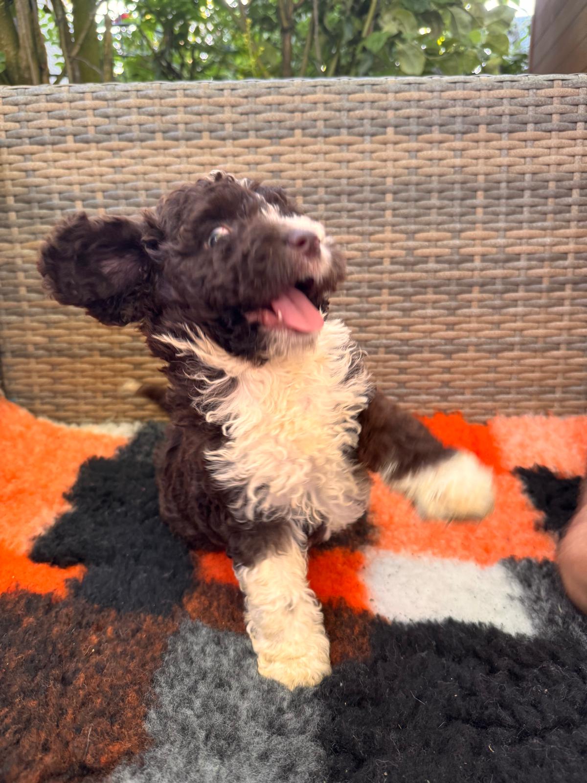 Spaanse Waterhond puppy