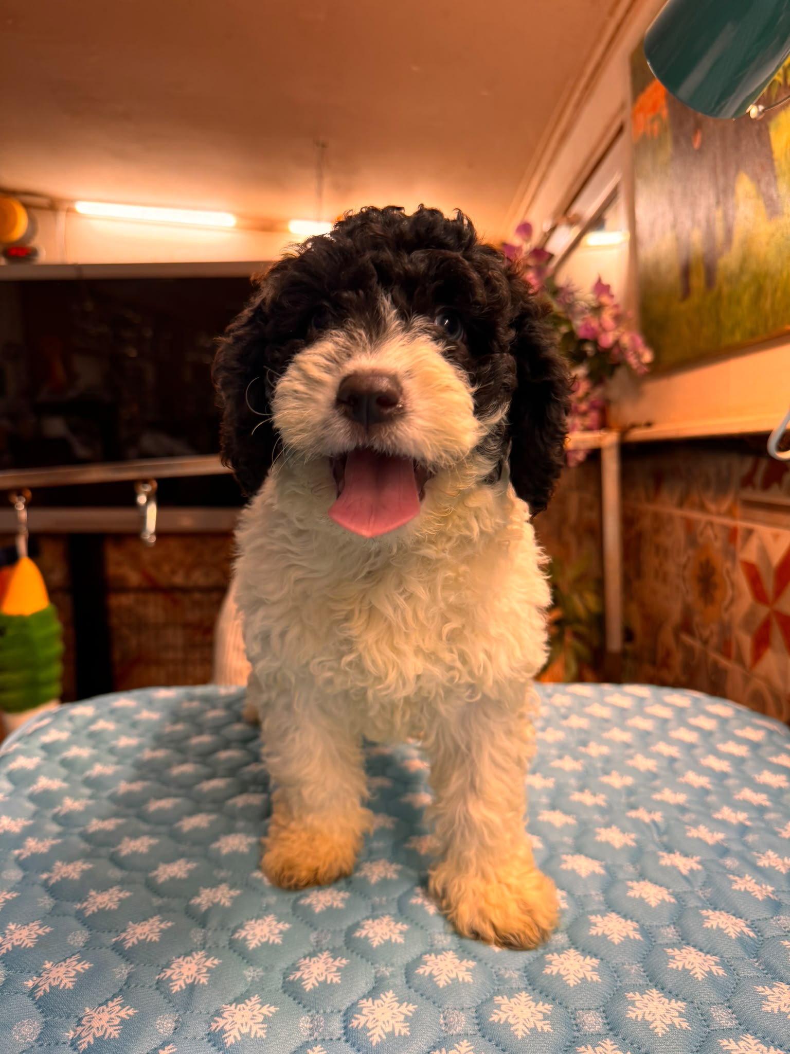 Spaanse Waterhond pups