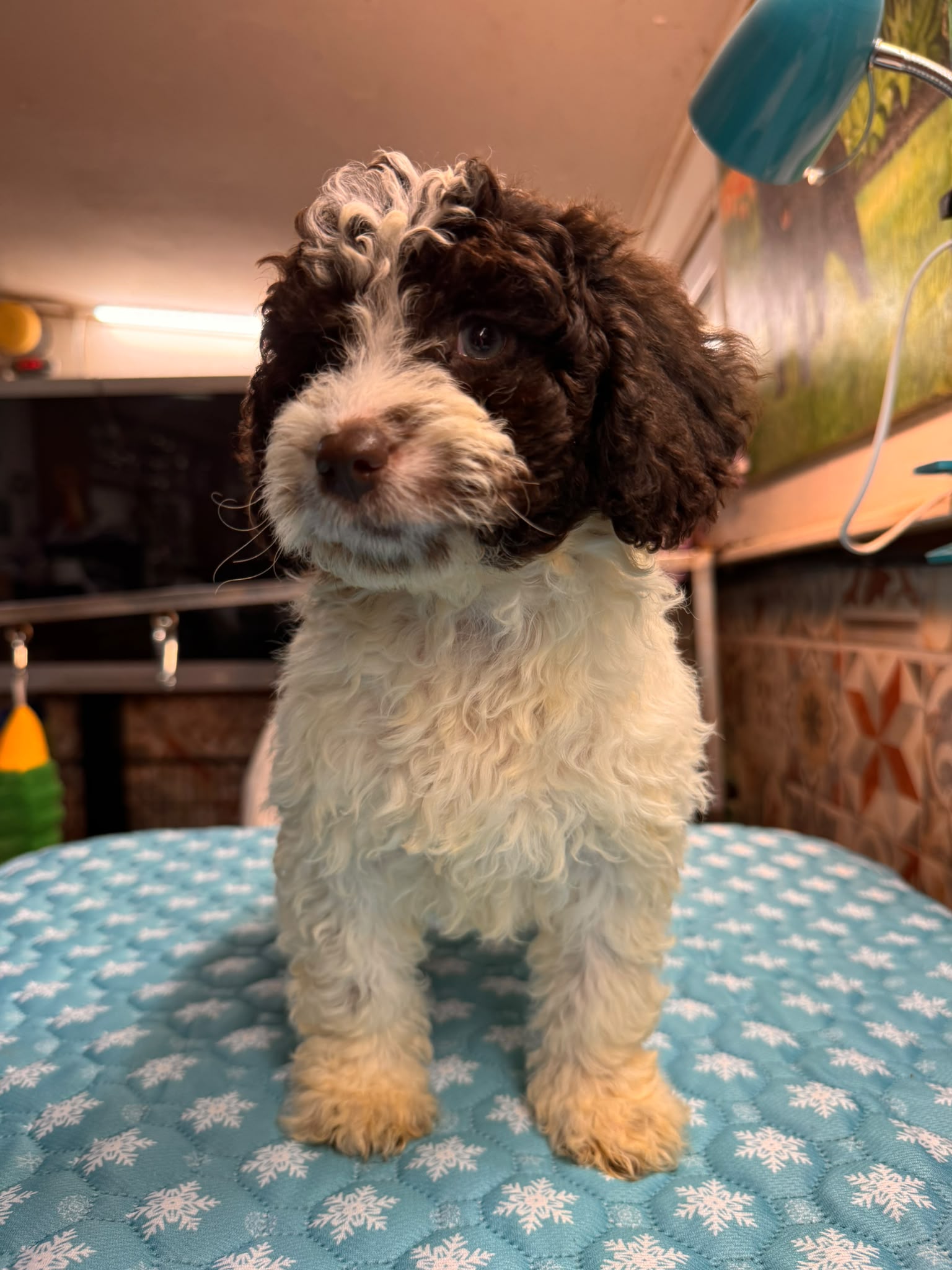 Spaanse Waterhond pups