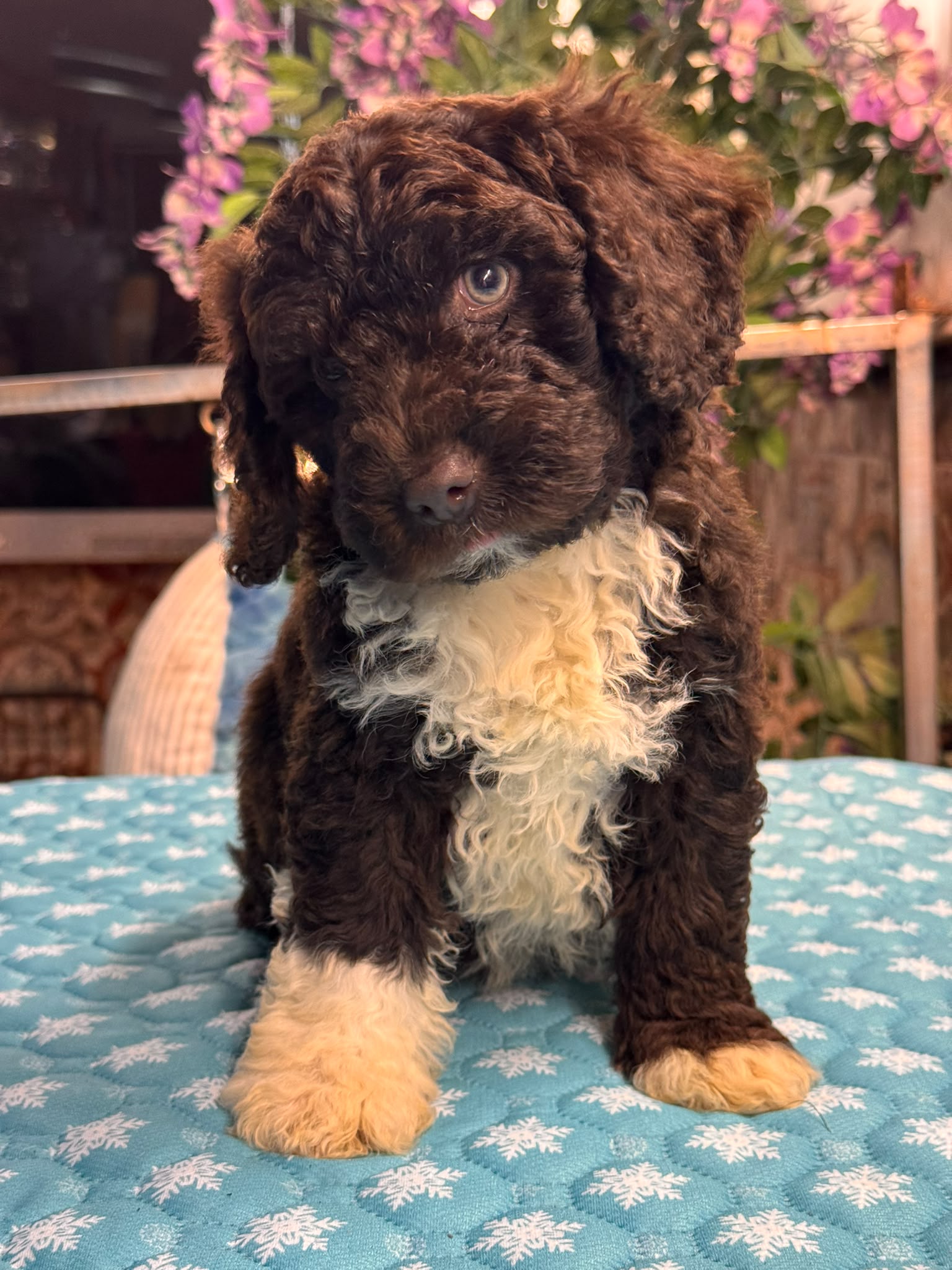 Spaanse Waterhond pups
