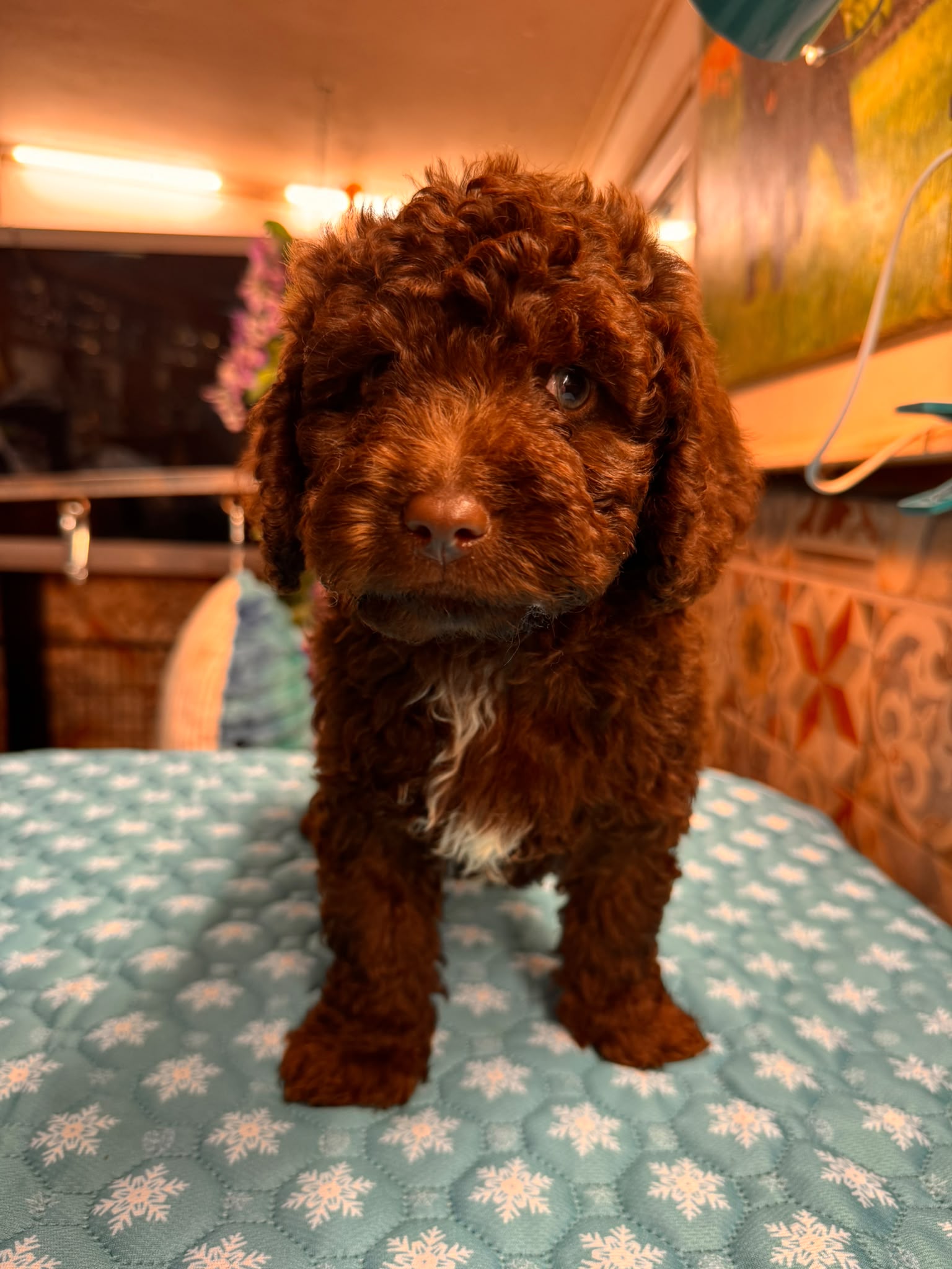 Spaanse Waterhond pups