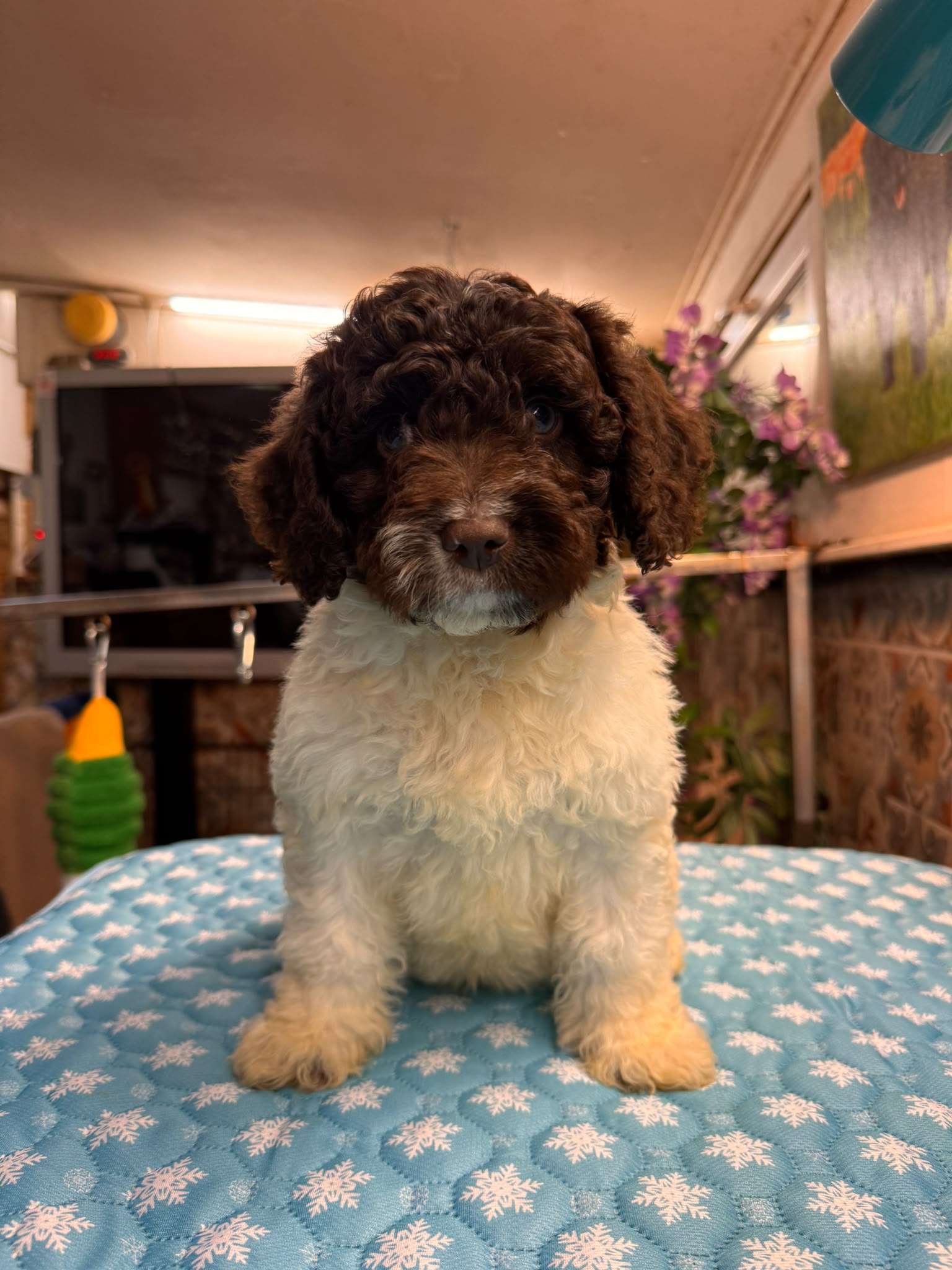 Spaanse Waterhond pups