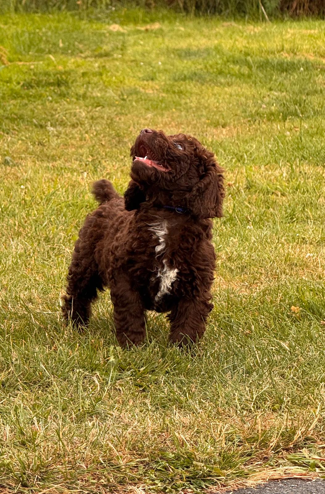 Spaanse Waterhond pup bruin