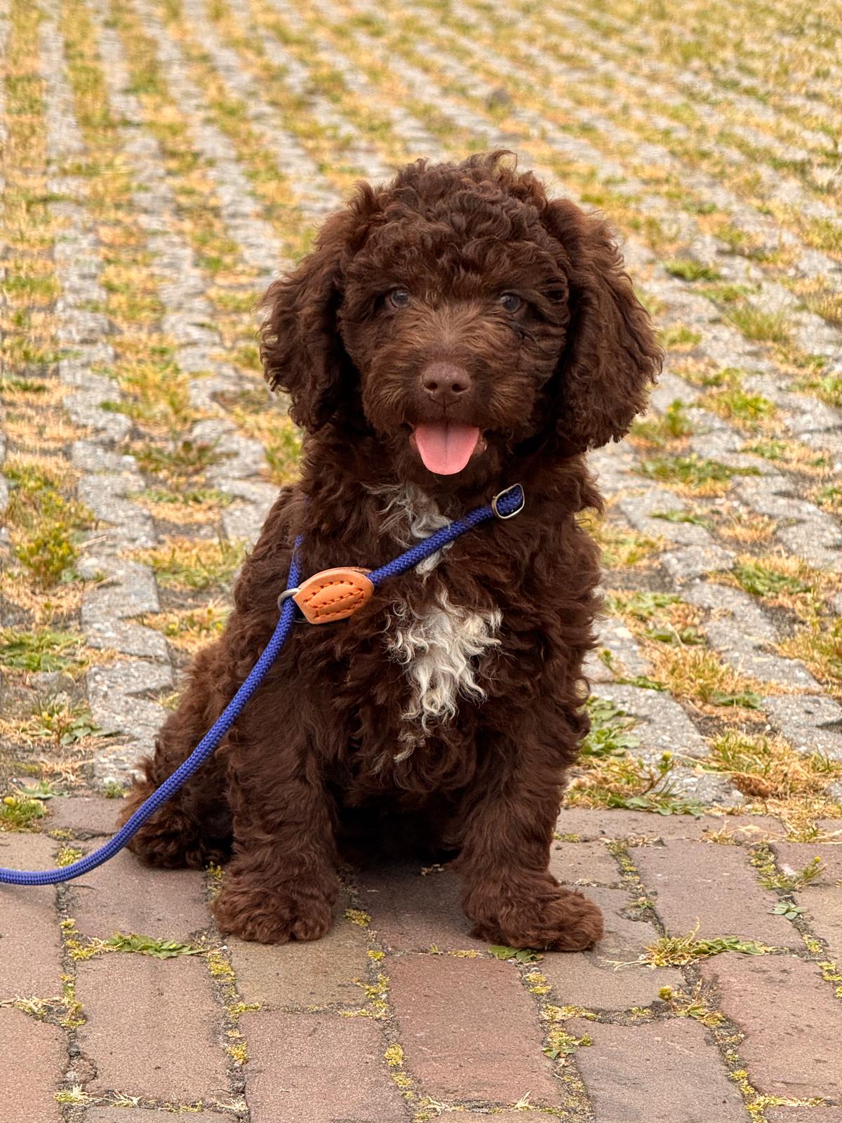 Spaanse Waterhond bruine pup
