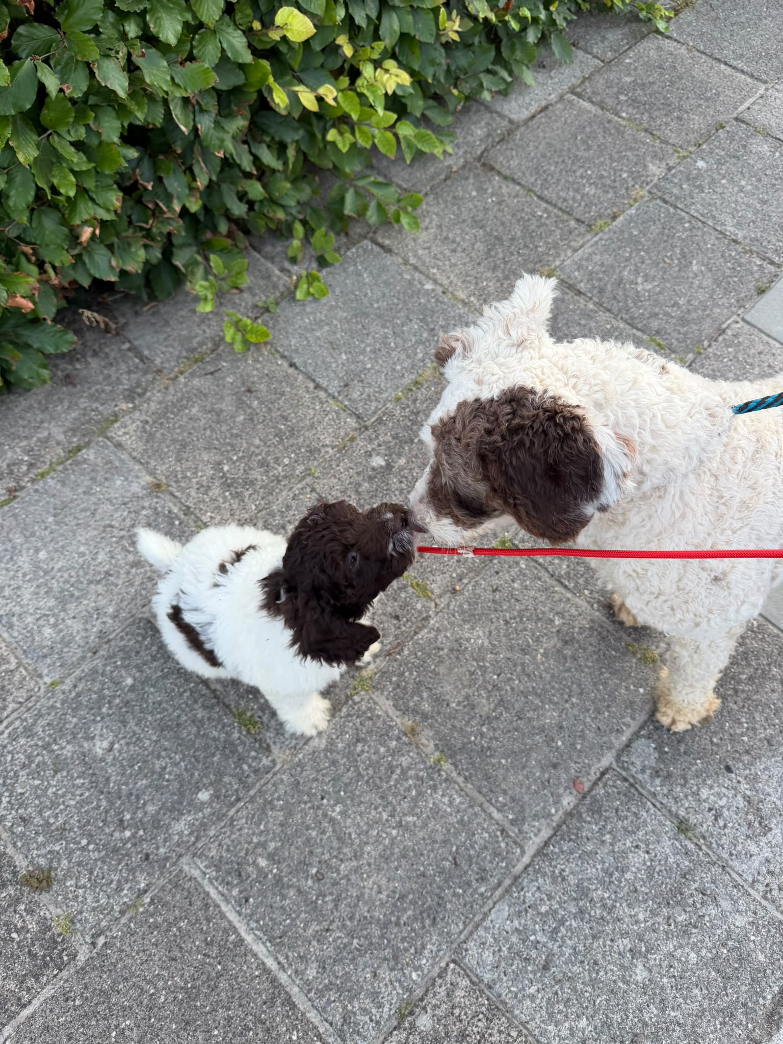Spaanse Waterhond pup socialiseren