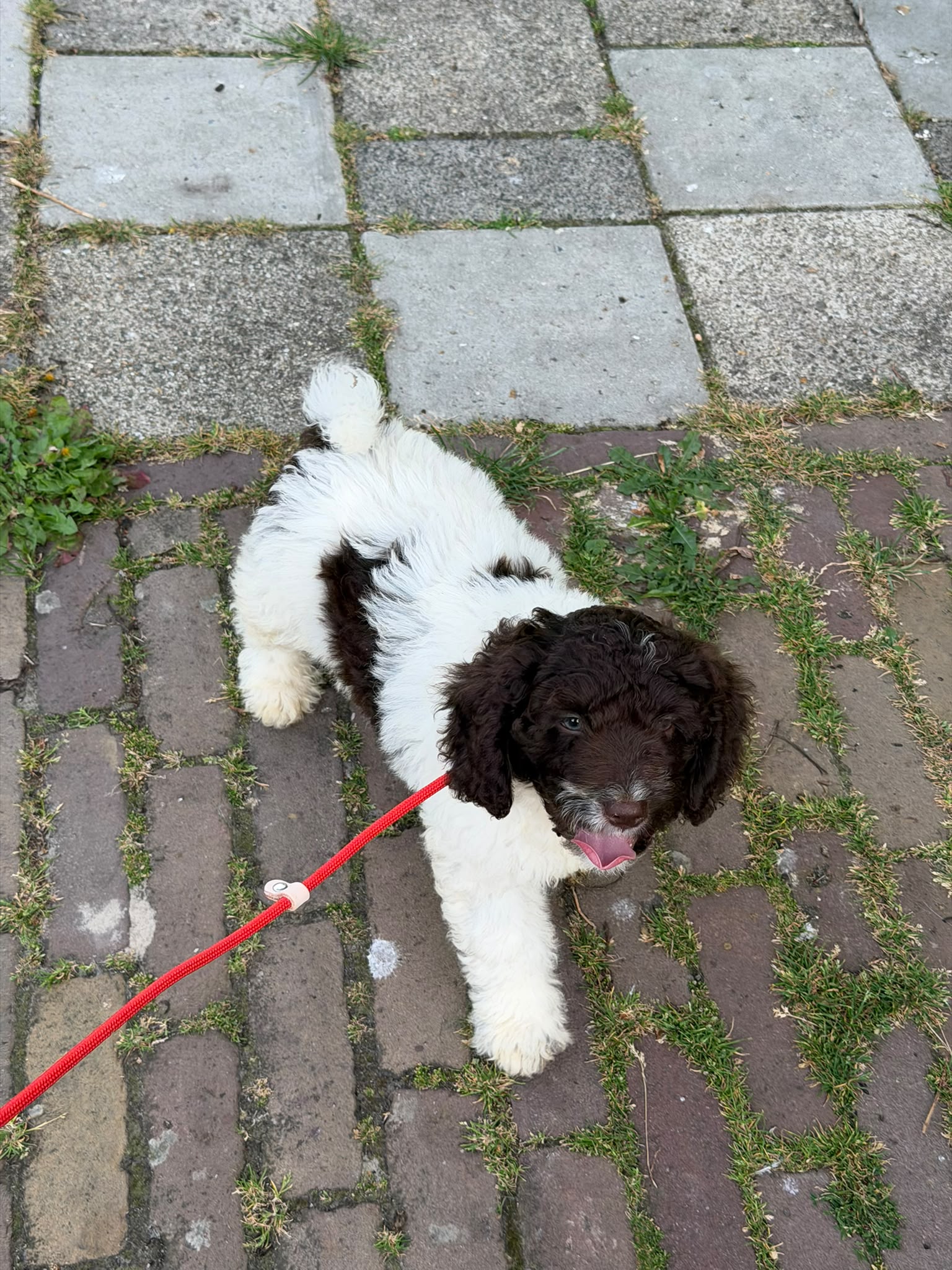 Spaanse Waterhond pup socialiseren