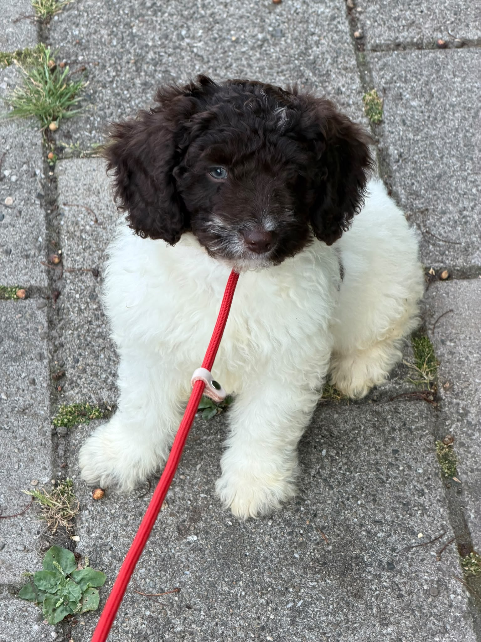 Spaanse Waterhond pup socialiseren