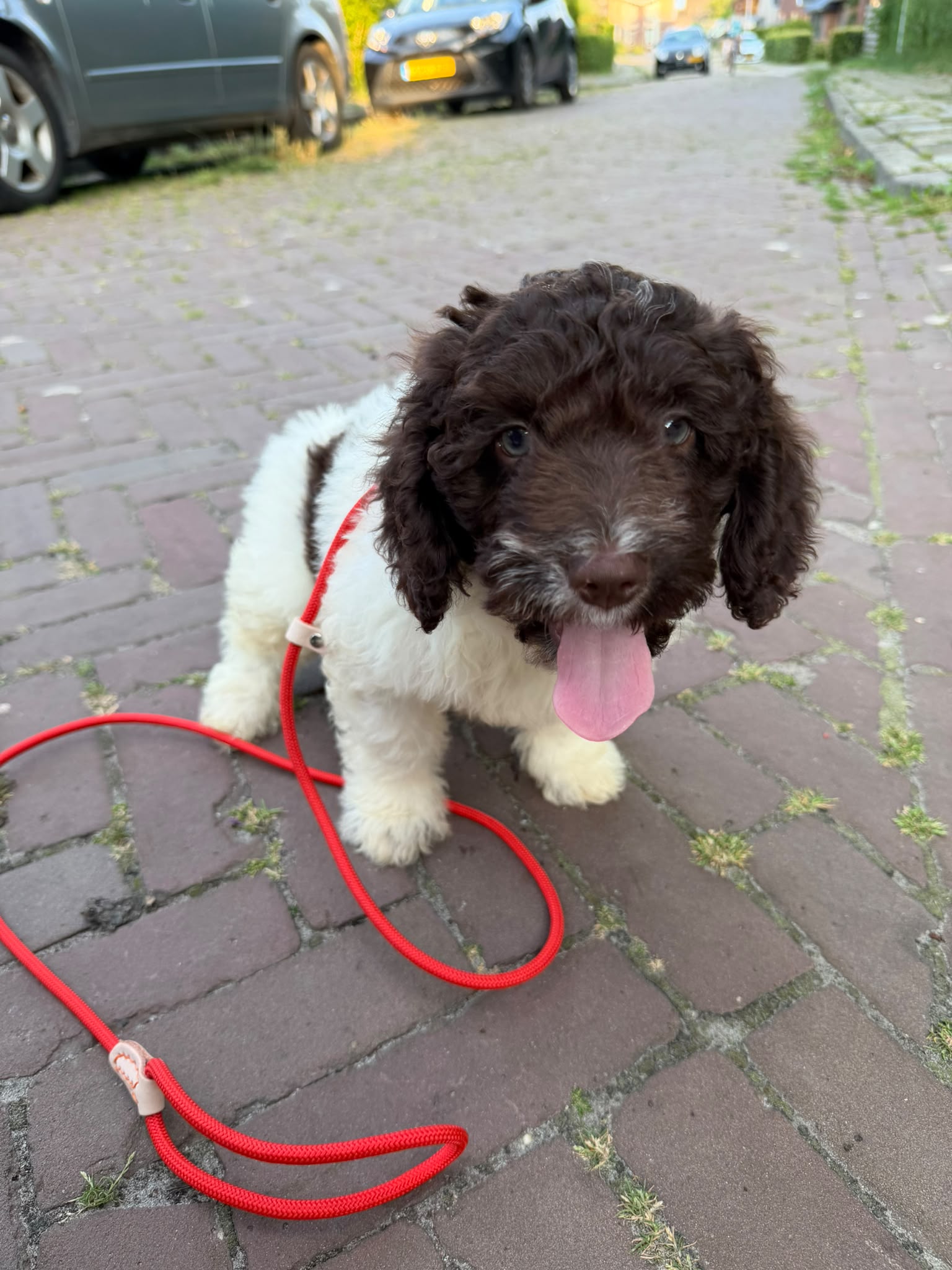 Spaanse Waterhond pup socialiseren