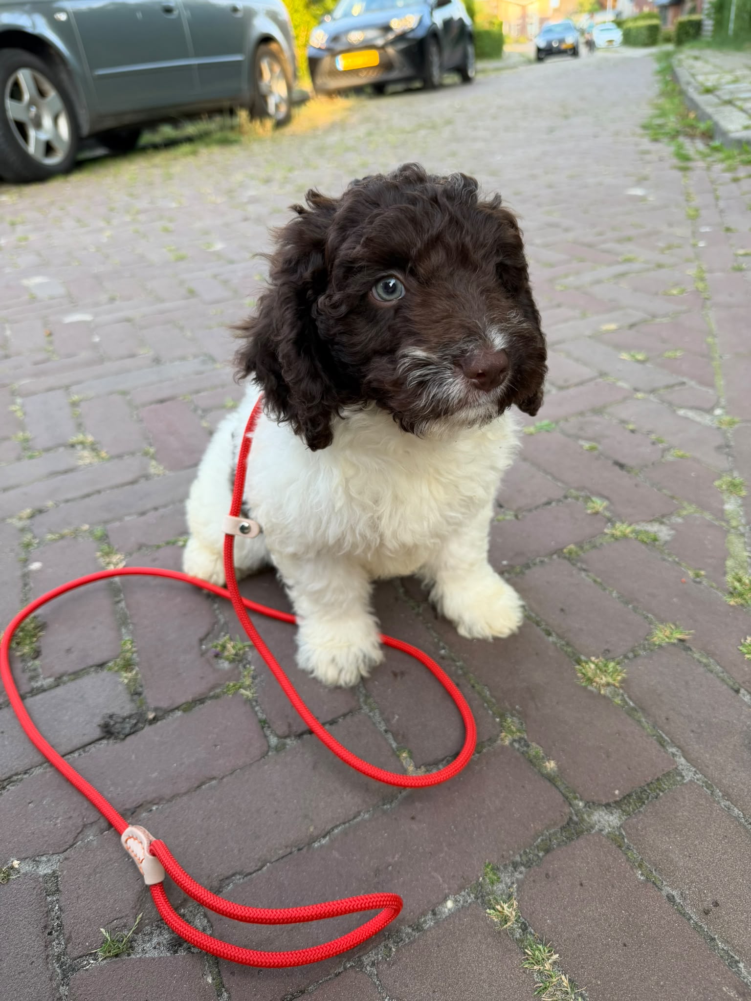 Spaanse Waterhond pup socialiseren