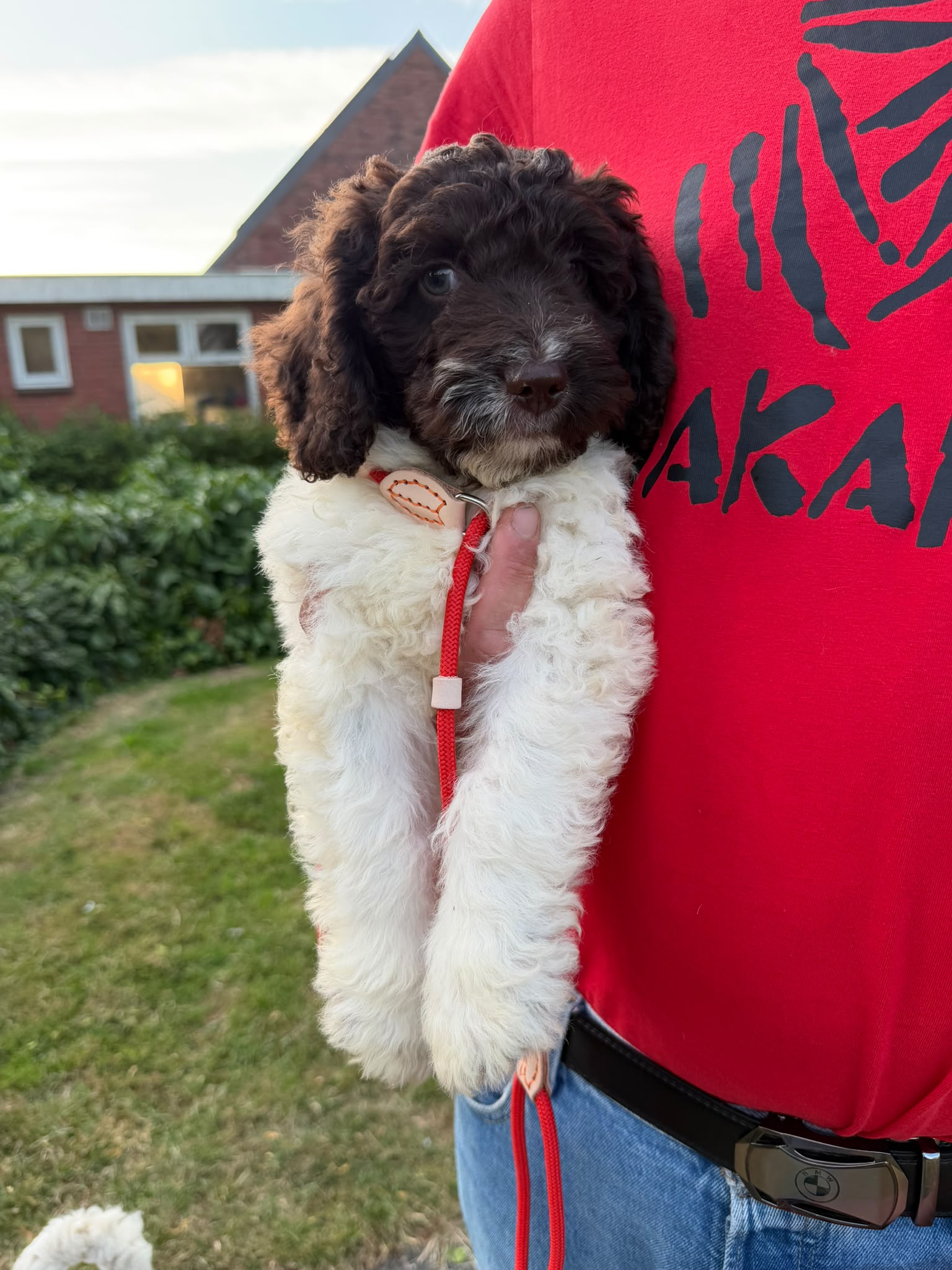 Spaanse Waterhond pup socialiseren