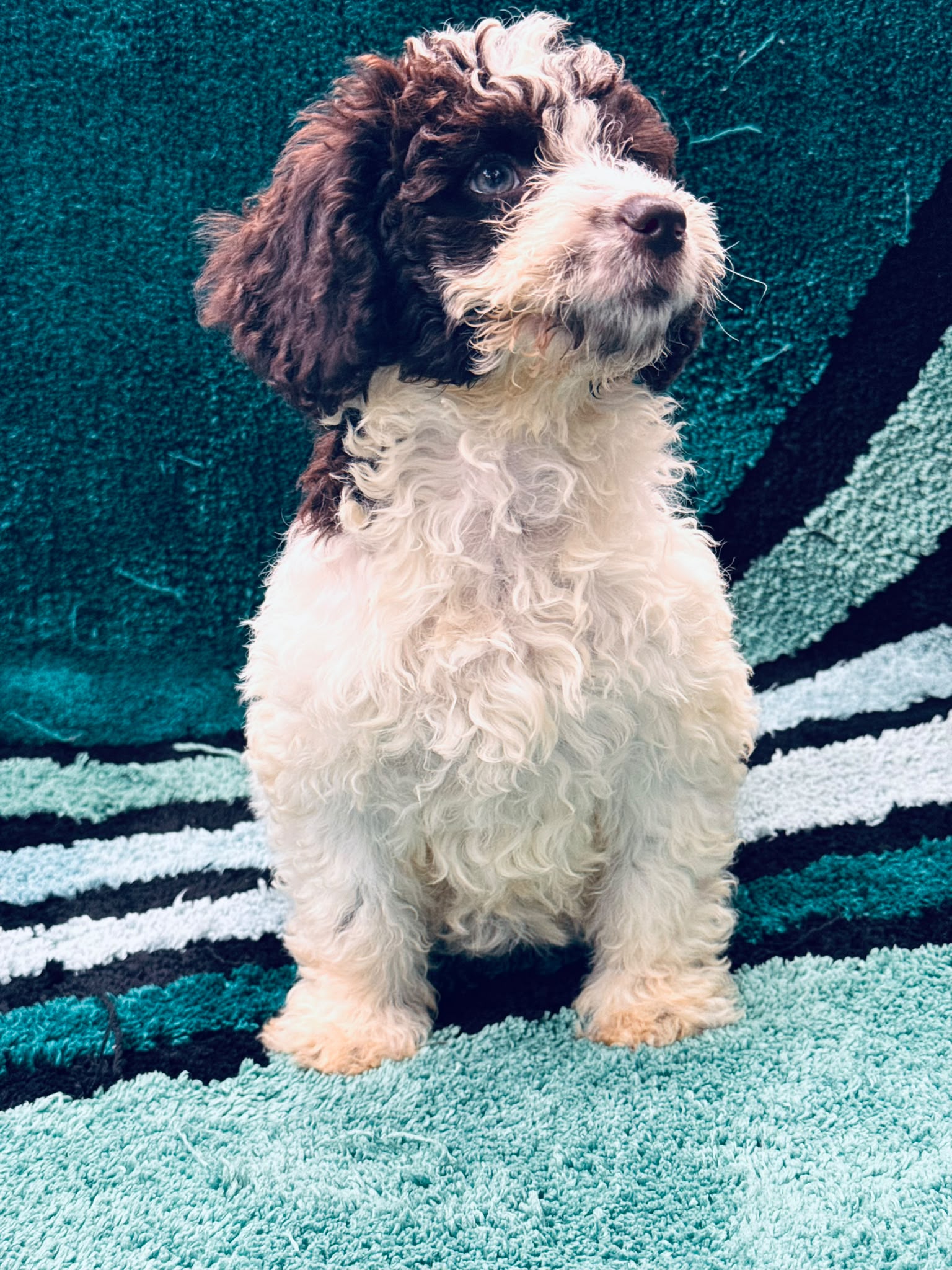 Spaanse Waterhond puppy 9 weken