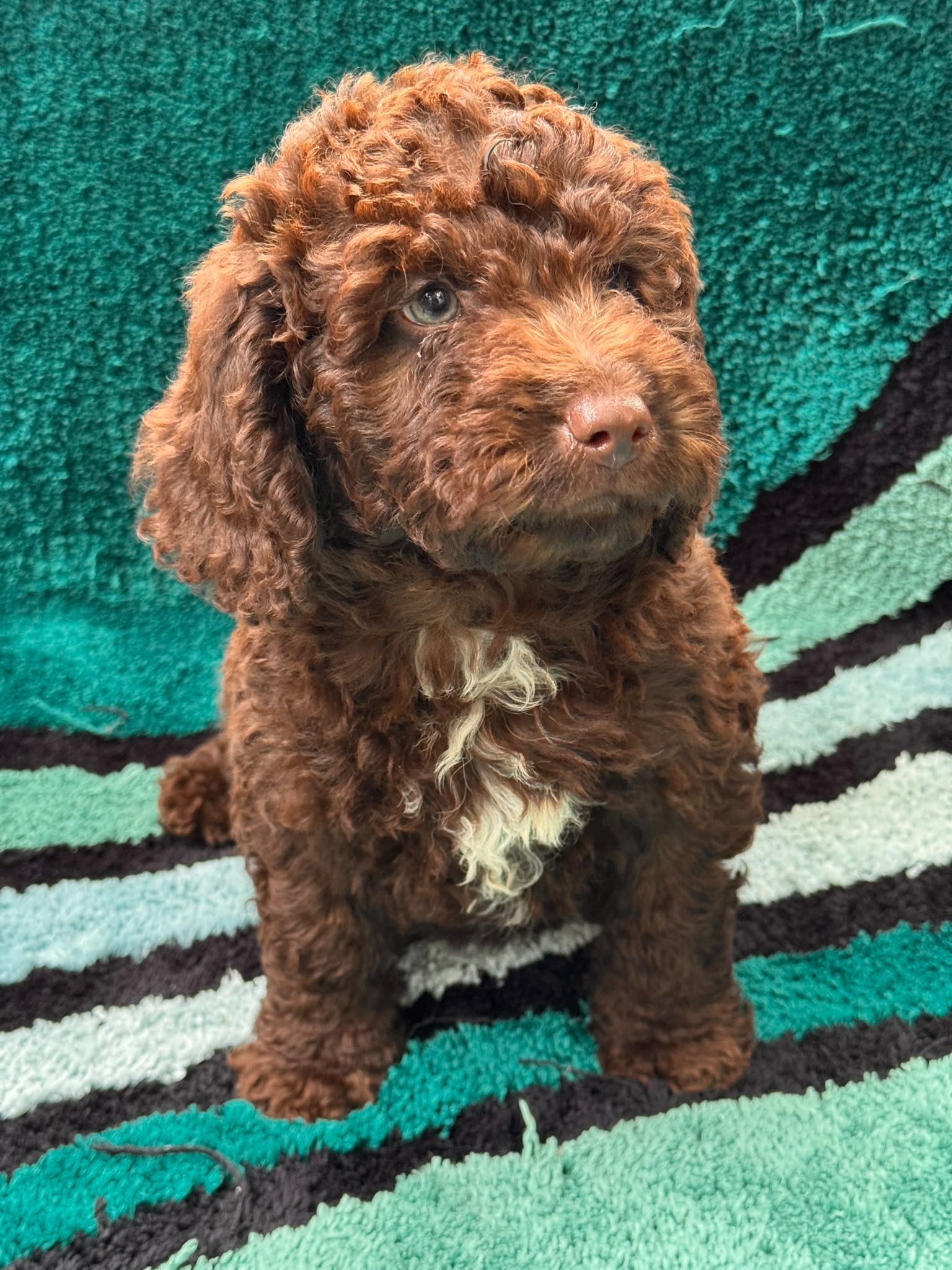 Spaanse Waterhond puppy 9 weken