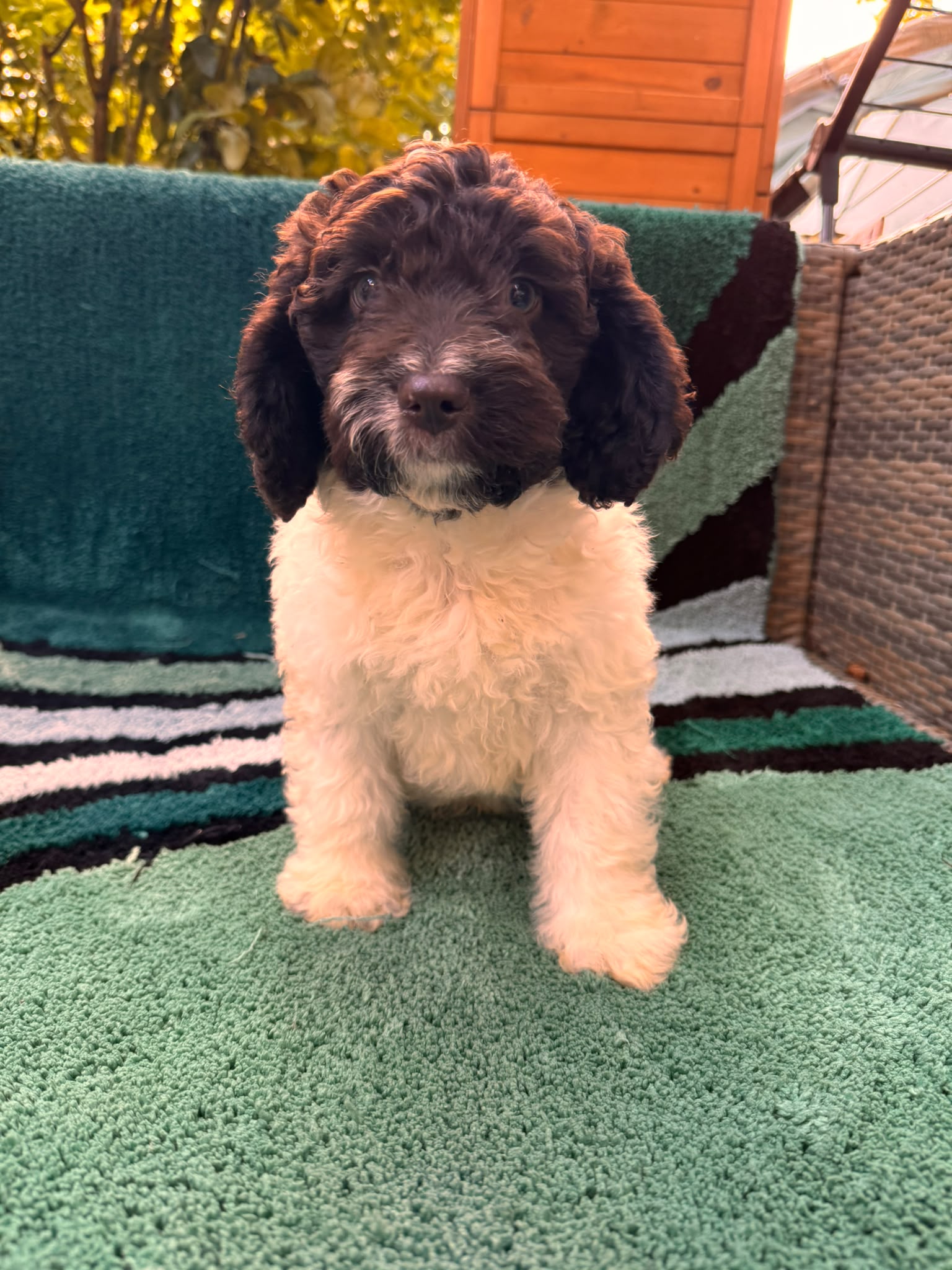 Spaanse Waterhond puppy 9 weken