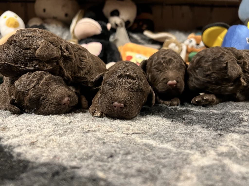 Een nestje bruine Spaanse Waterhond pups