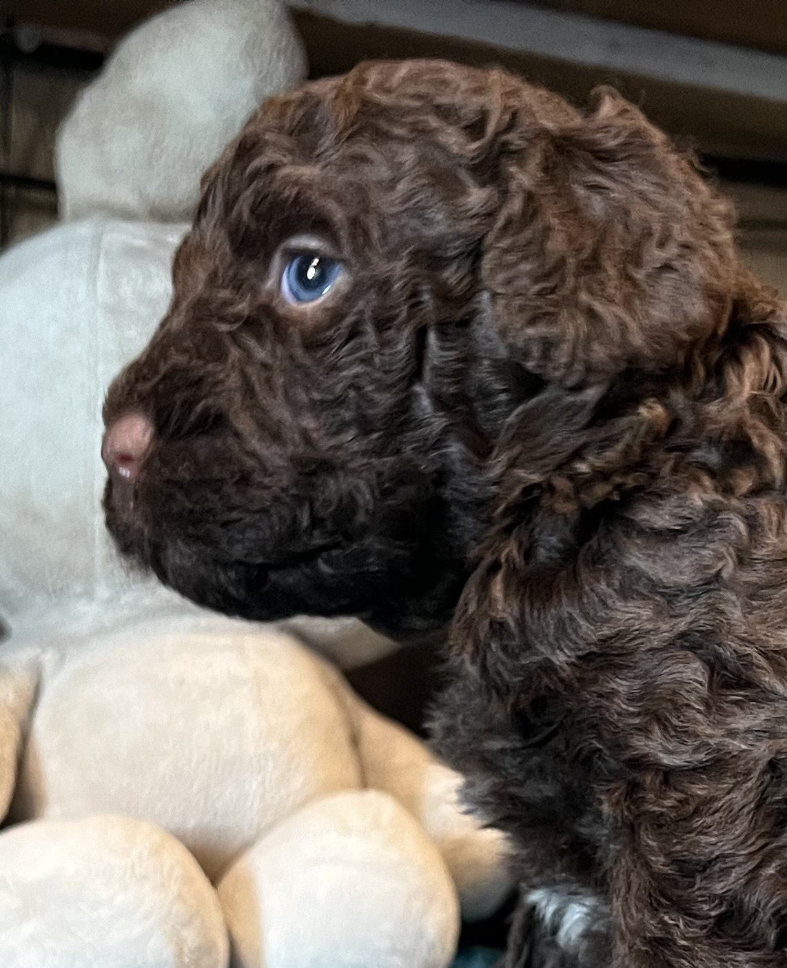 Spaanse Waterhond bruine pup