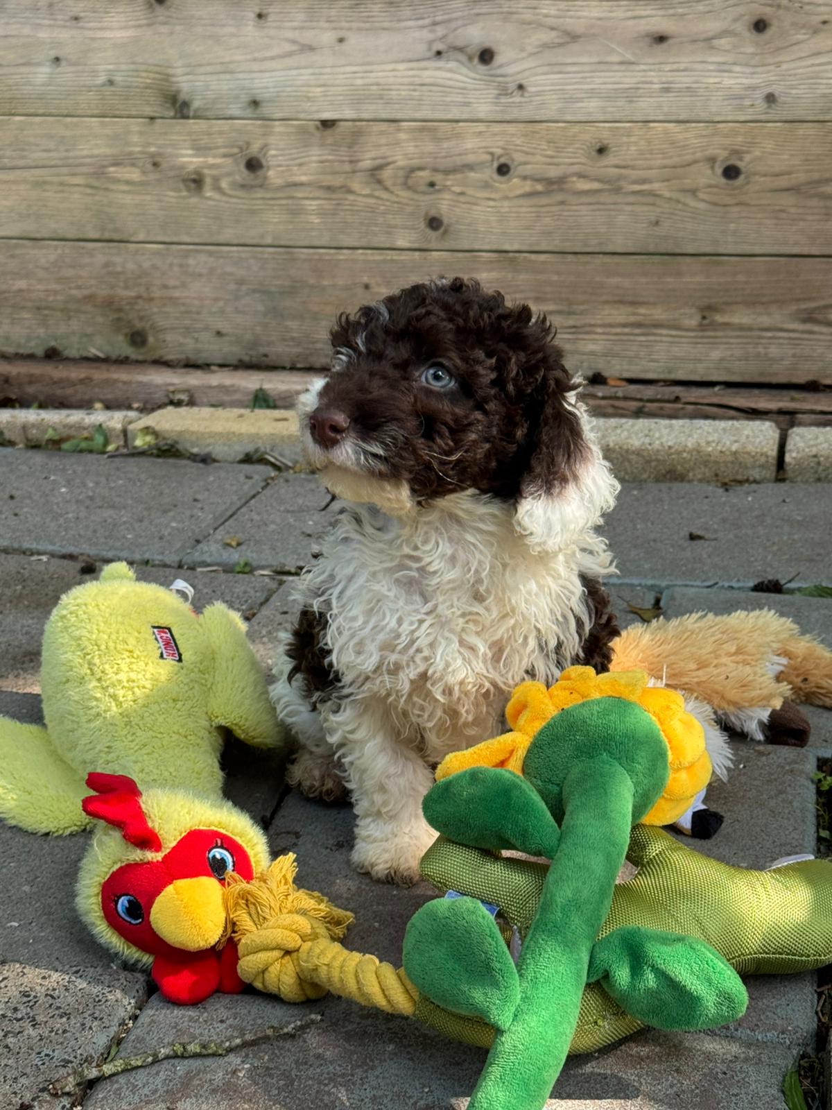 Spaanse Waterhond pup reu 5