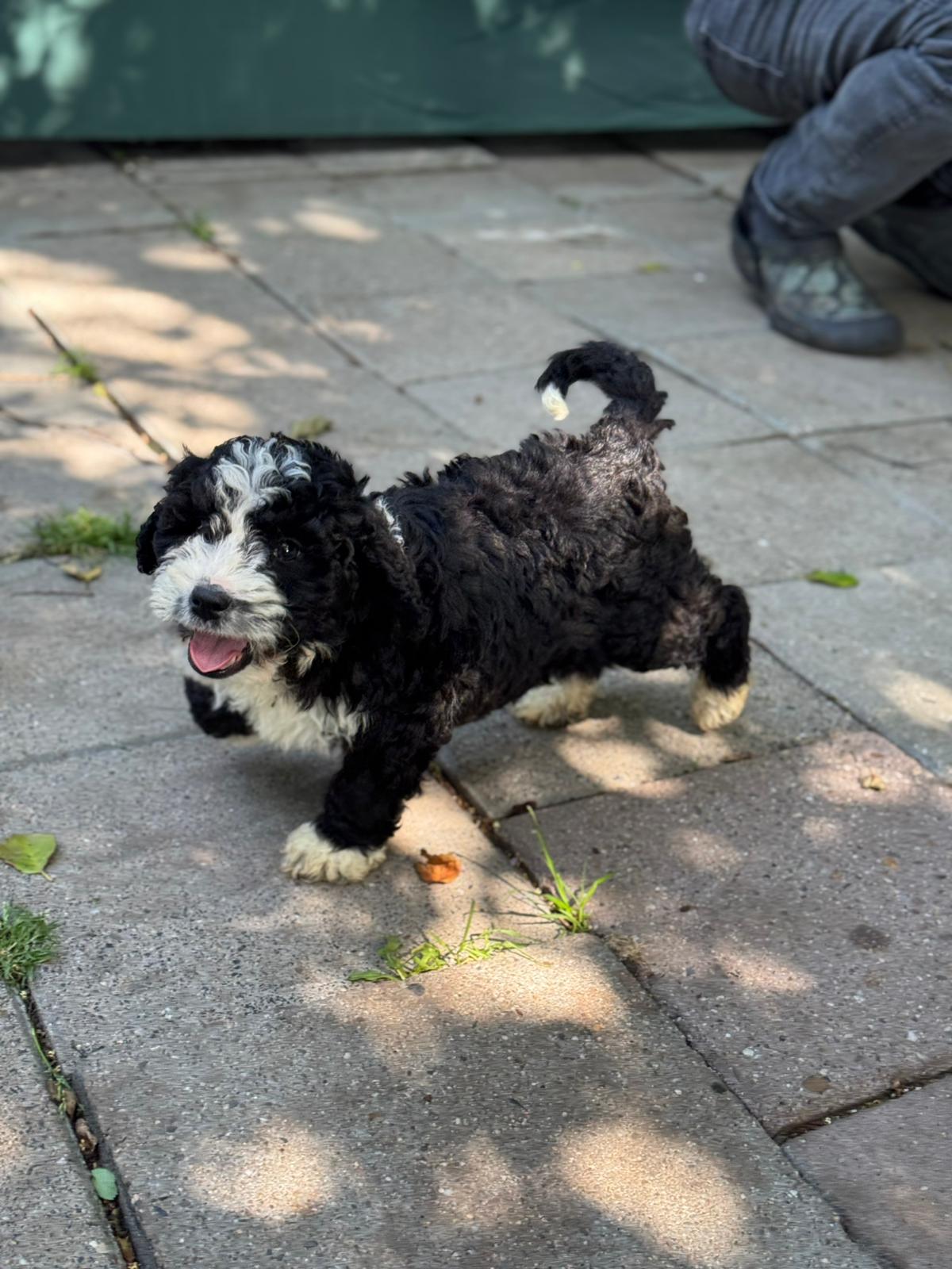 Spaanse Waterhond pup reu 4