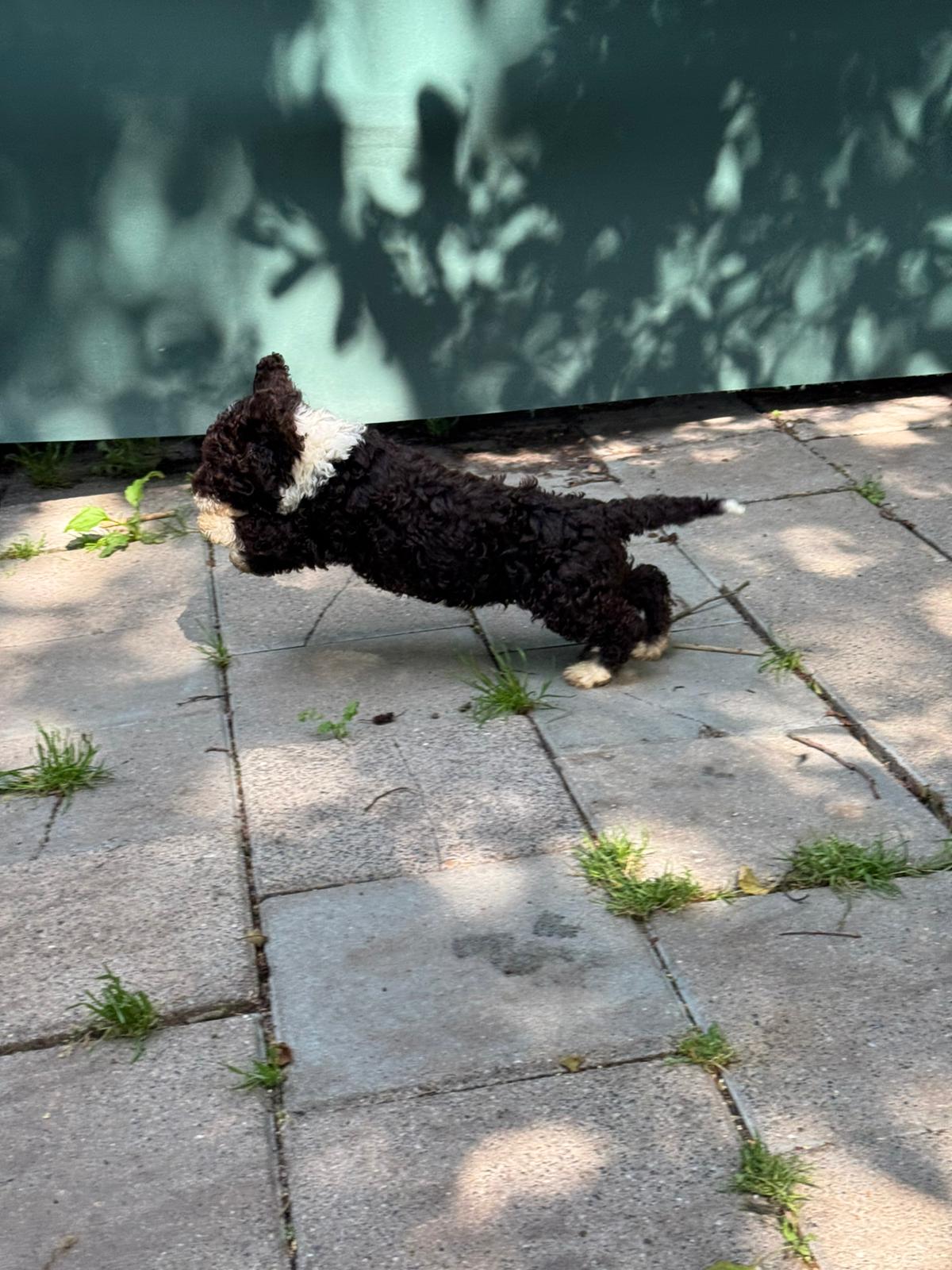 Spaanse Waterhond pup reu 3