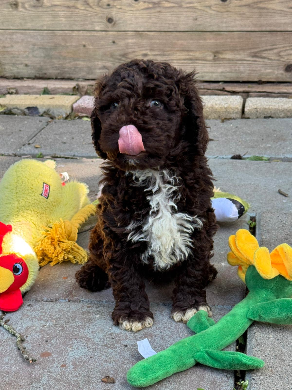 Spaanse Waterhond pup reu 2
