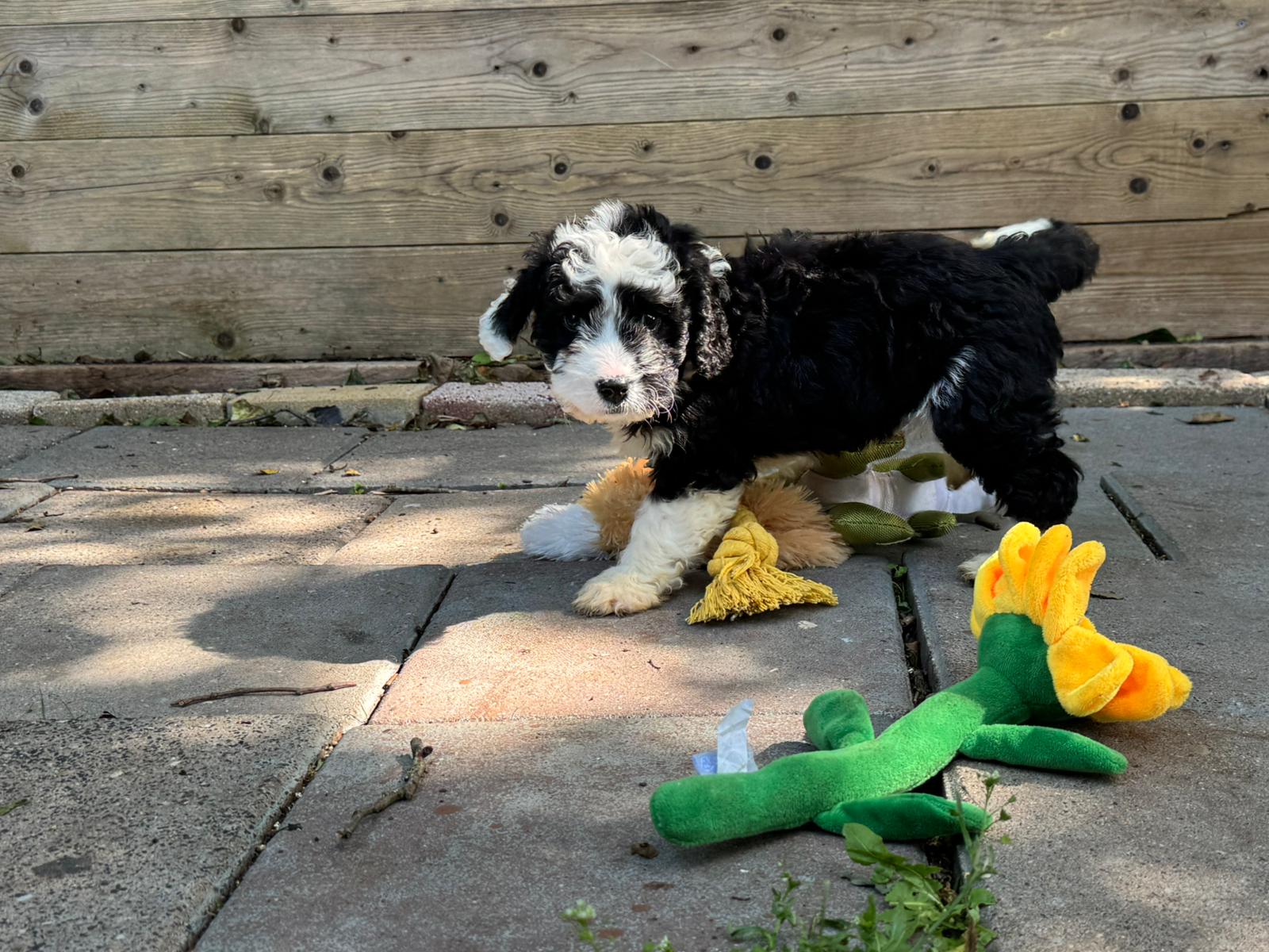Spaanse Waterhond pup reu 1