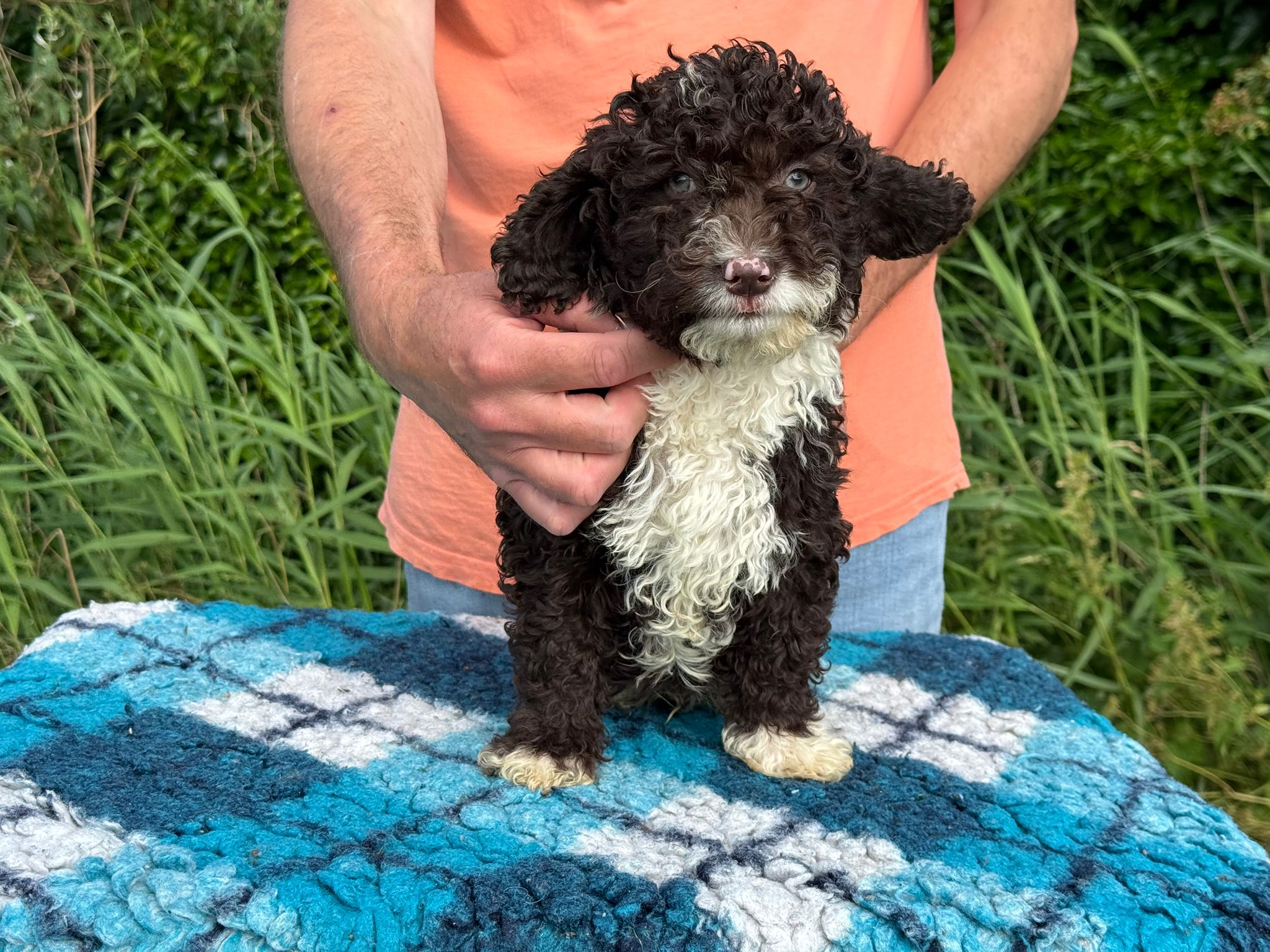 Spaanse Waterhond pup reu