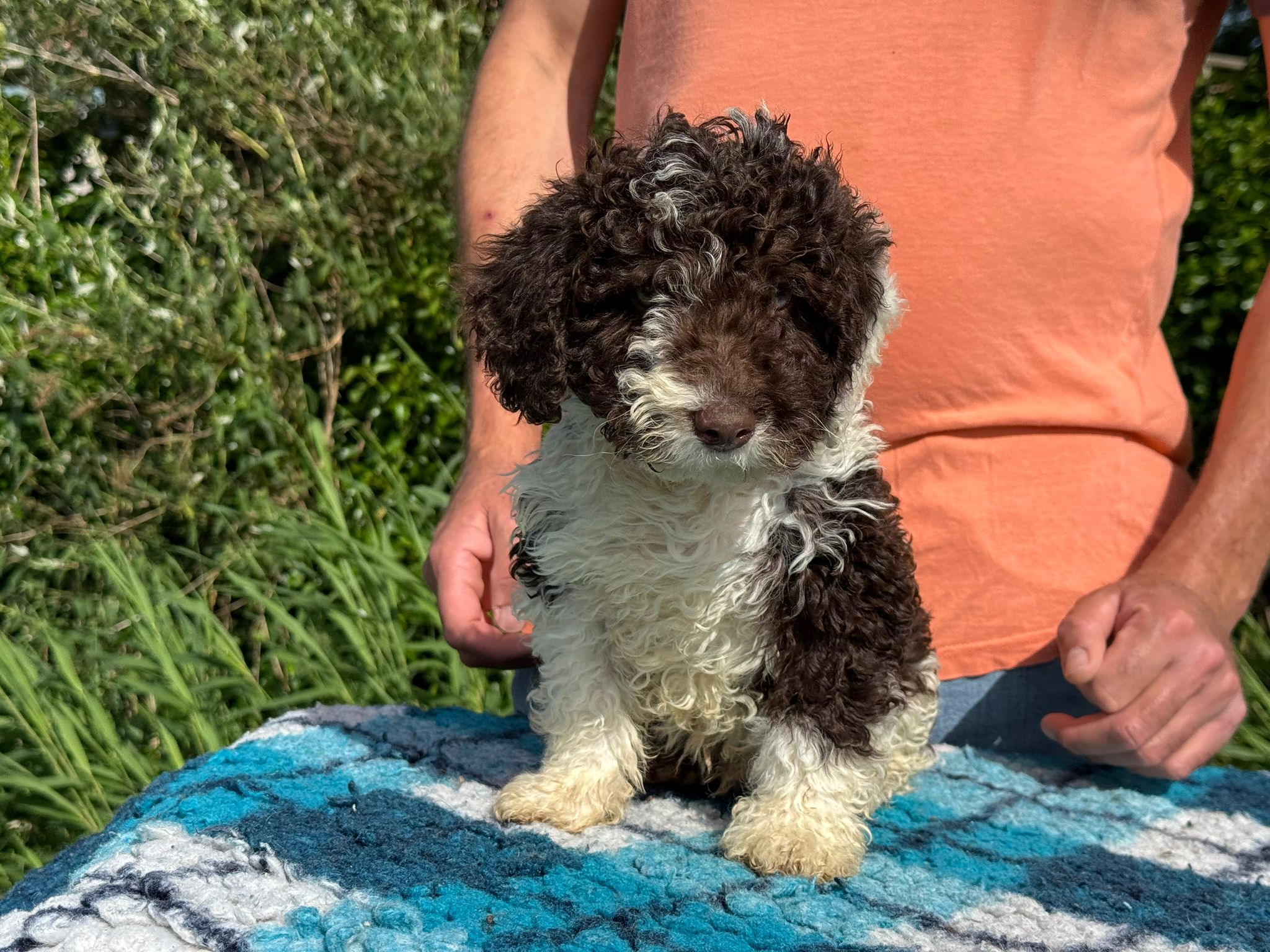 Spaanse Waterhond pup reu