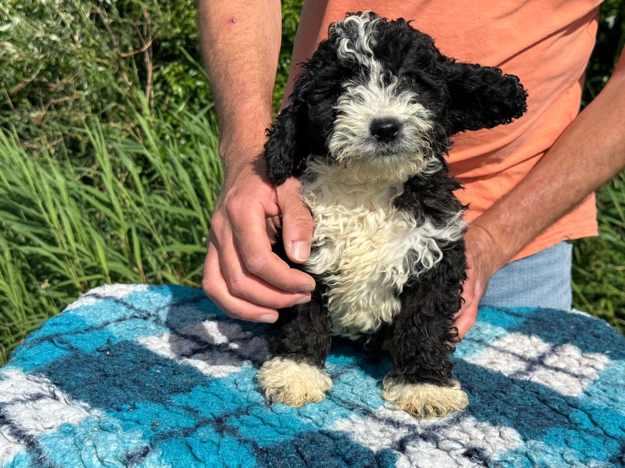 Spaanse Waterhond pup reu